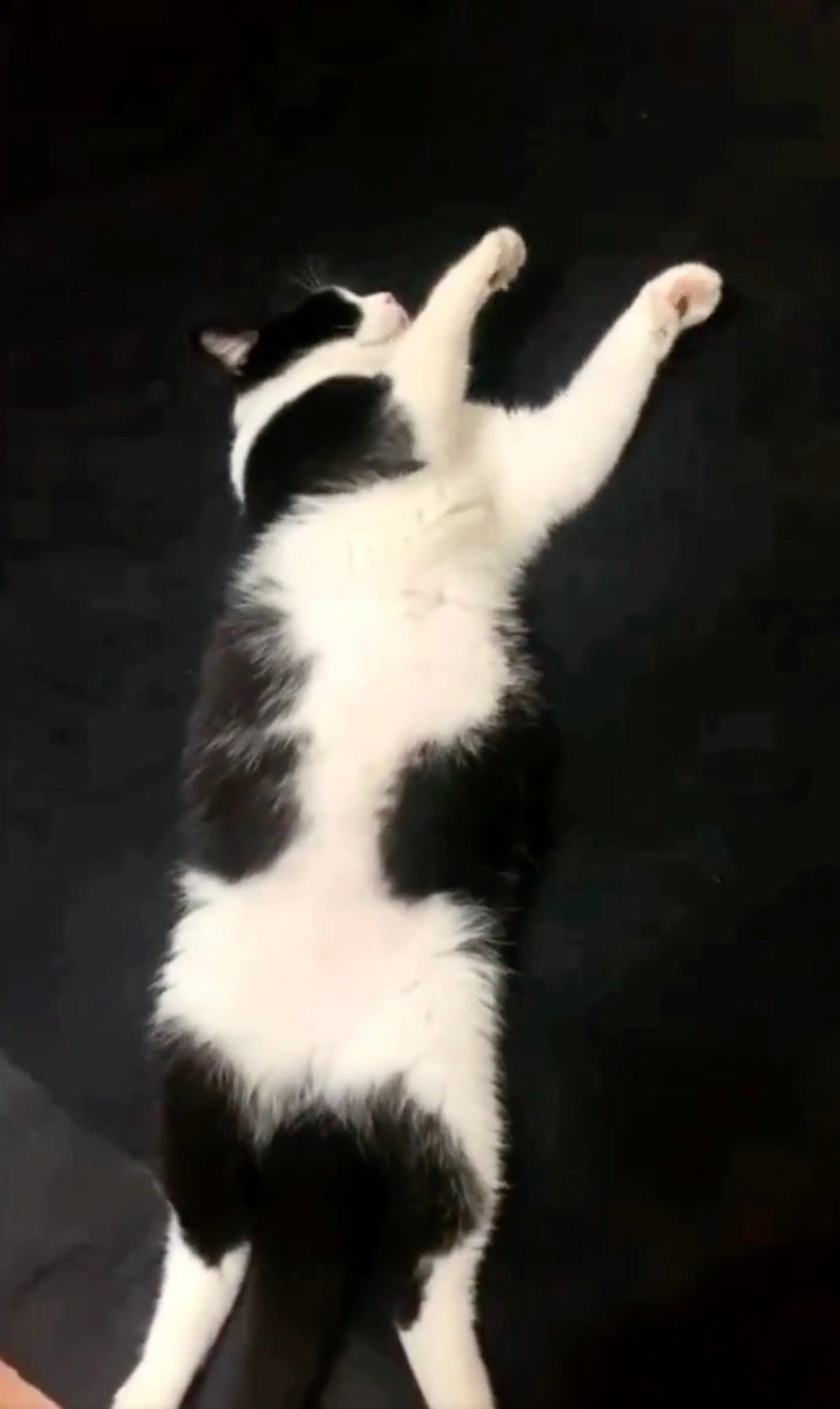 まるで猫のバイオリン弾き！寝ている間に手が動いてしまう猫の