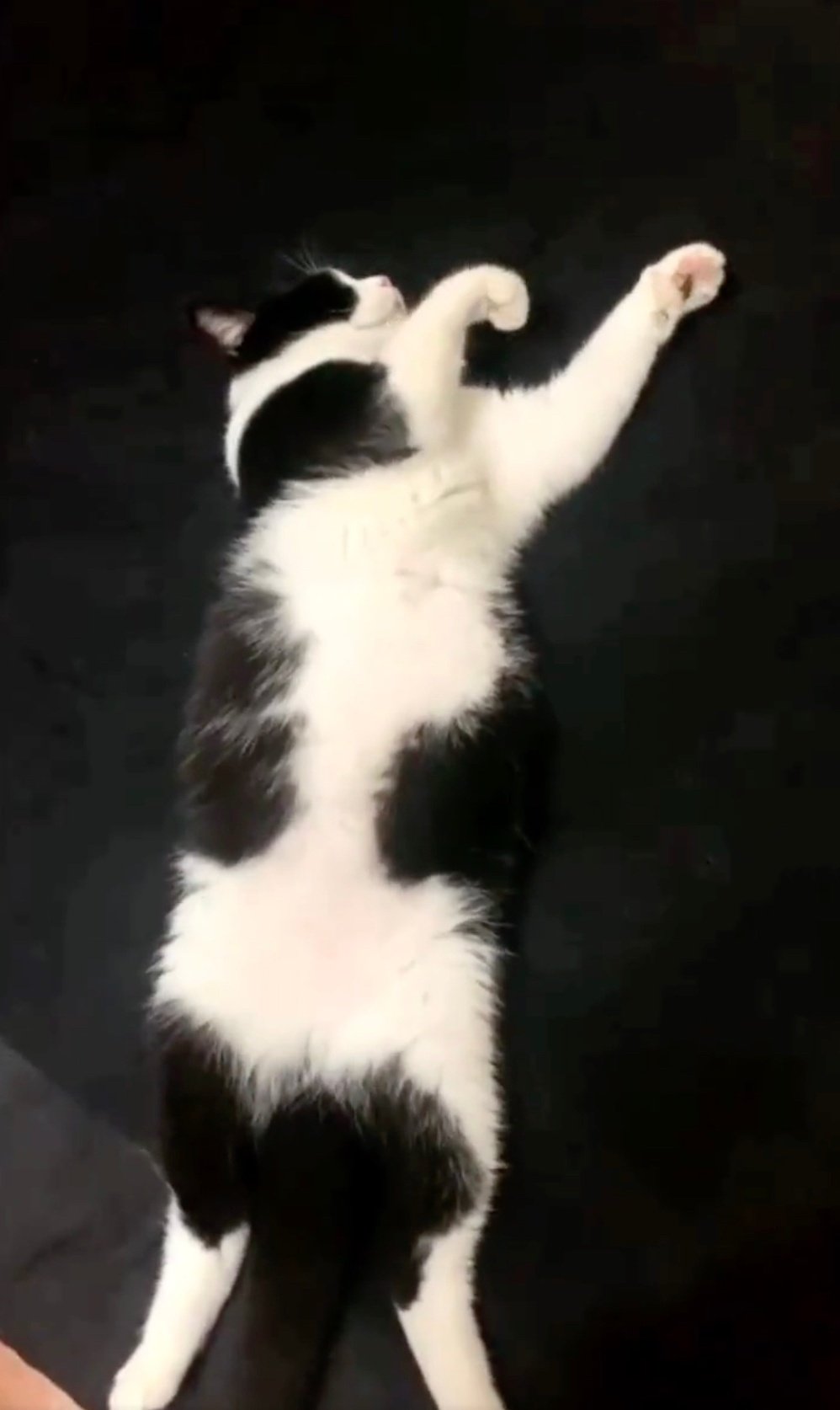 まるで猫のバイオリン弾き！寝ている間に手が動いてしまう猫の仕草が