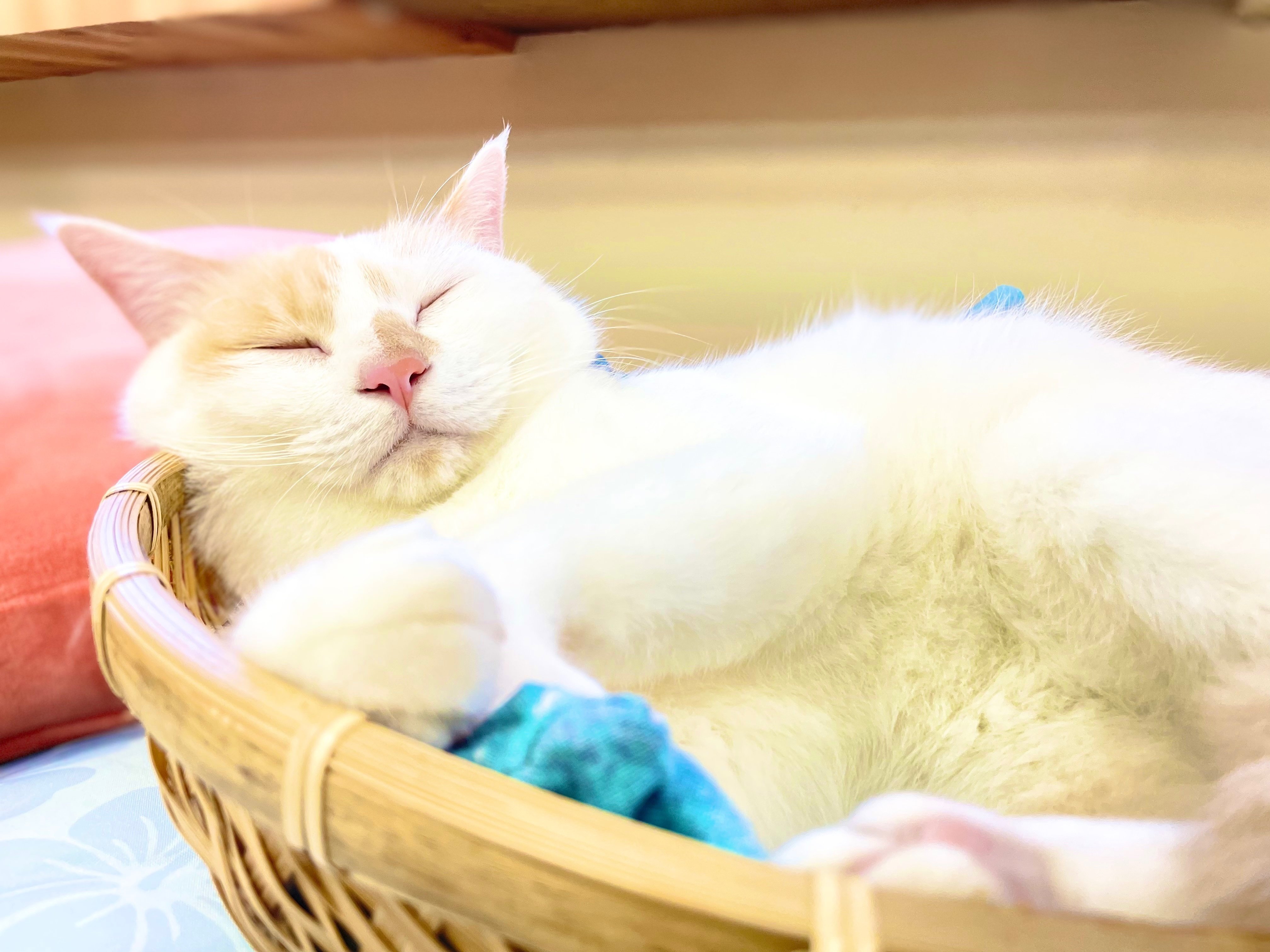 夏仕様のワンニャンリビング｜那須どうぶつ王国公式note