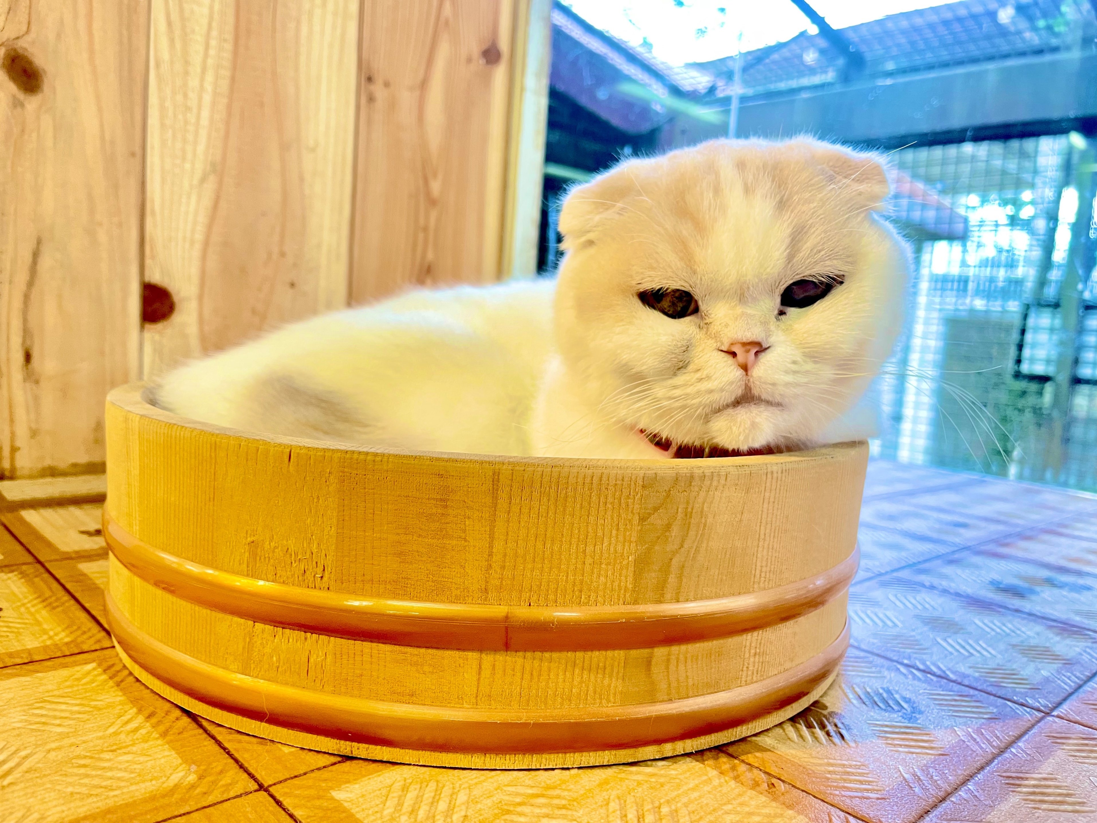 夏仕様のワンニャンリビング｜那須どうぶつ王国公式note