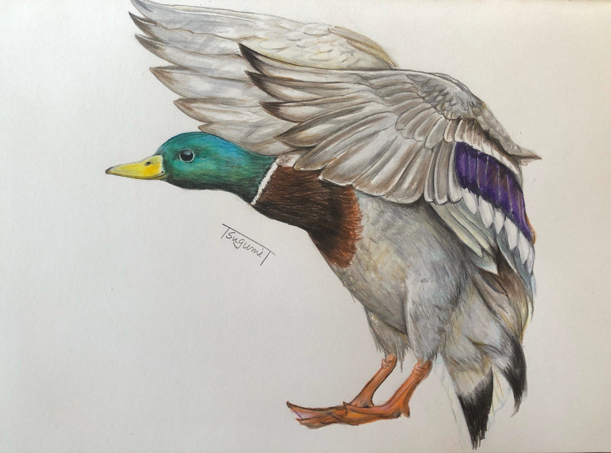 絵画 bird Amazon.co.jp: JHA 絵画 アート額絵 日本の名画 葛飾北斎「軍鶏図