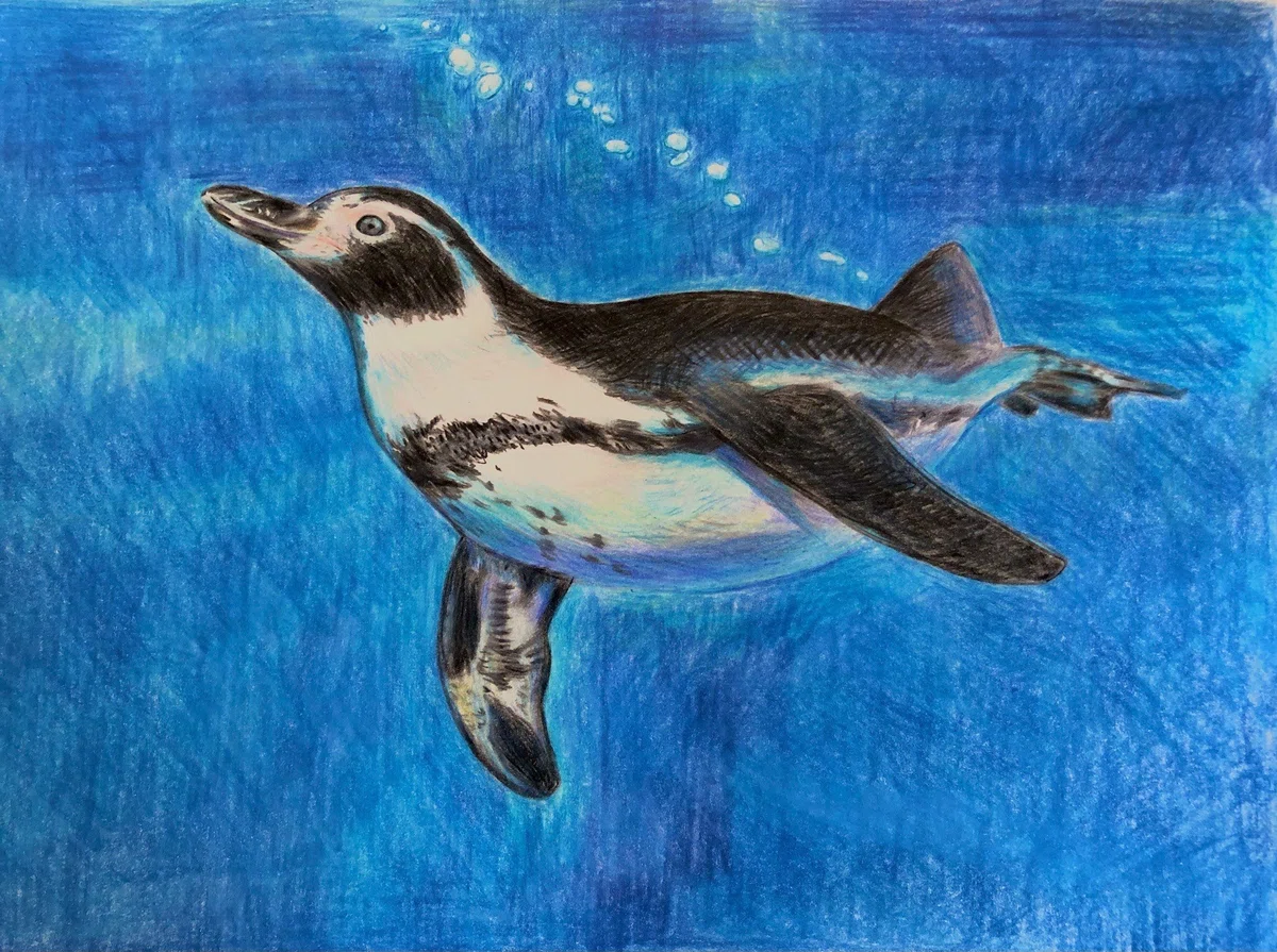 油彩画 ジェンツーペンギン ならぶ
