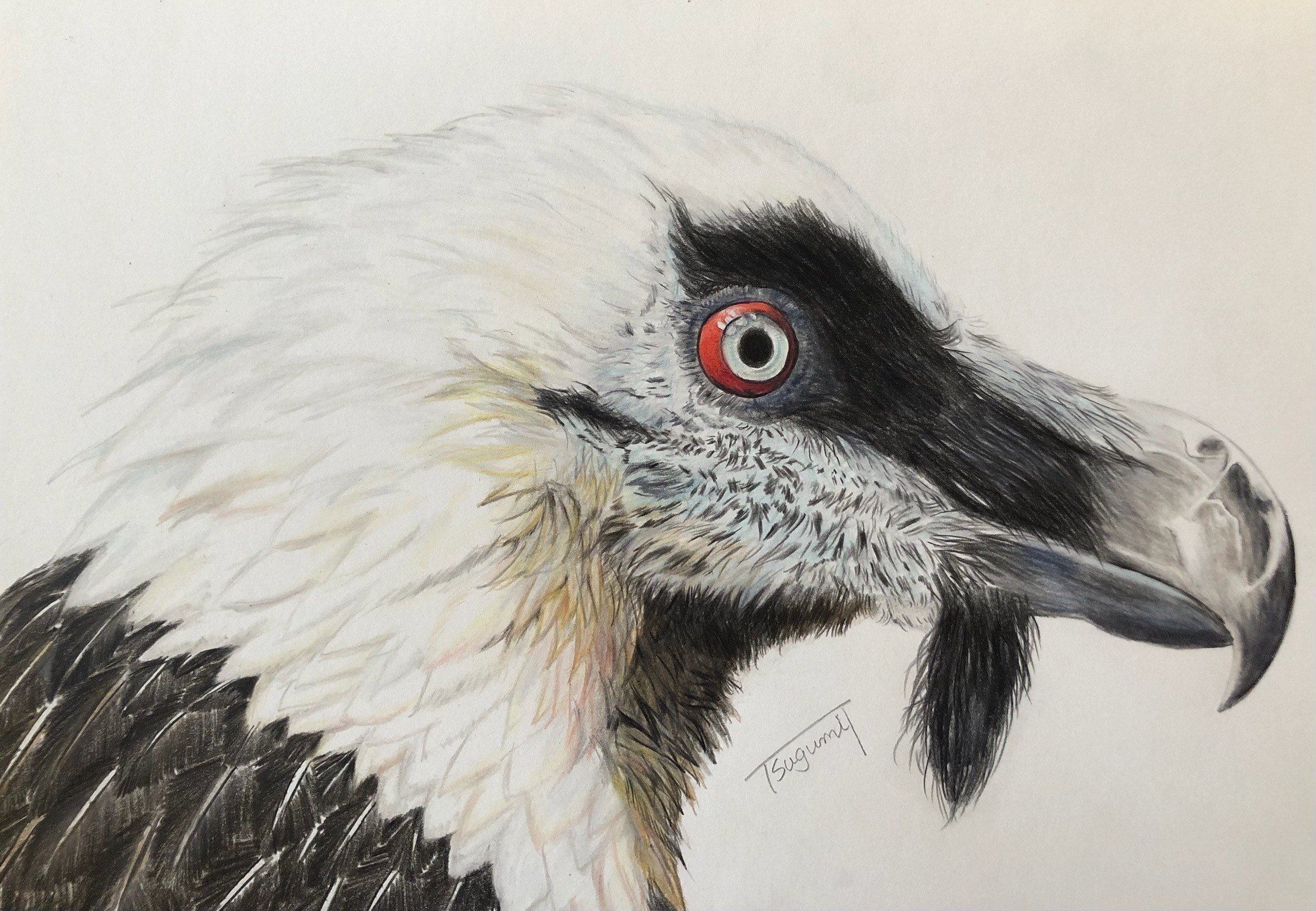 鳥の絵を載せるだけの日 22｜橘鶫TachibanaTsugumi