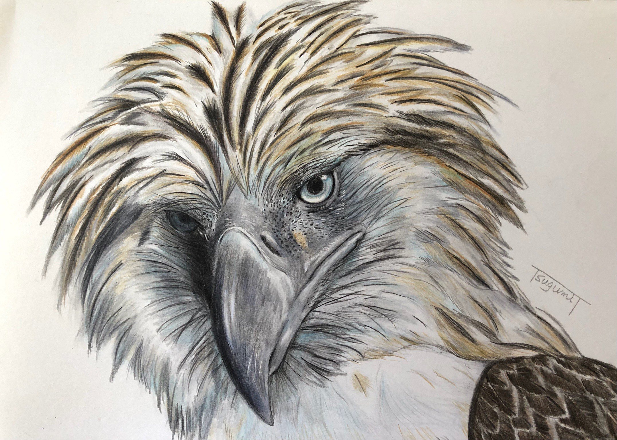 鳥の絵を載せるだけの日 22｜橘鶫TachibanaTsugumi