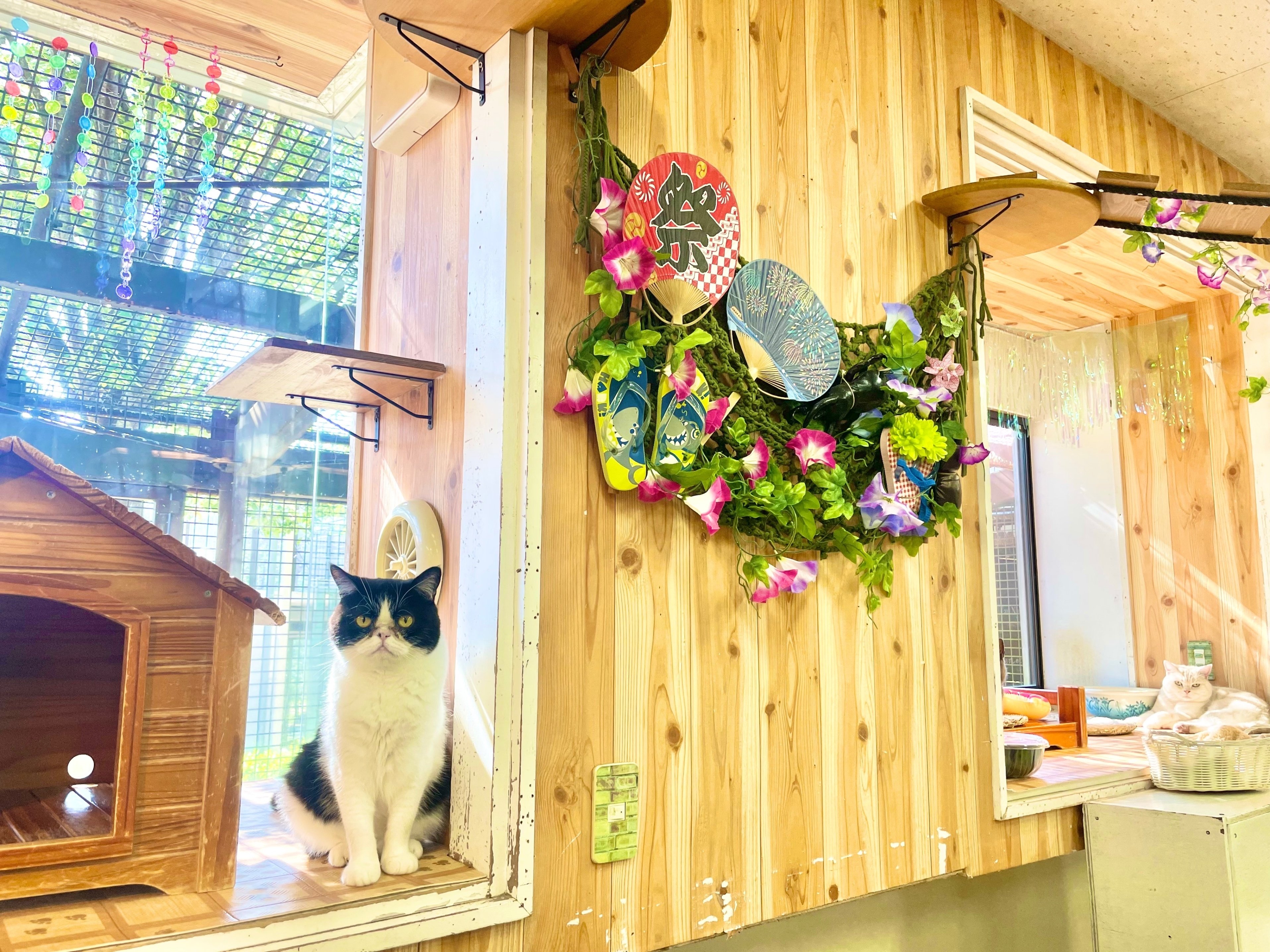 夏仕様のワンニャンリビング｜那須どうぶつ王国公式note