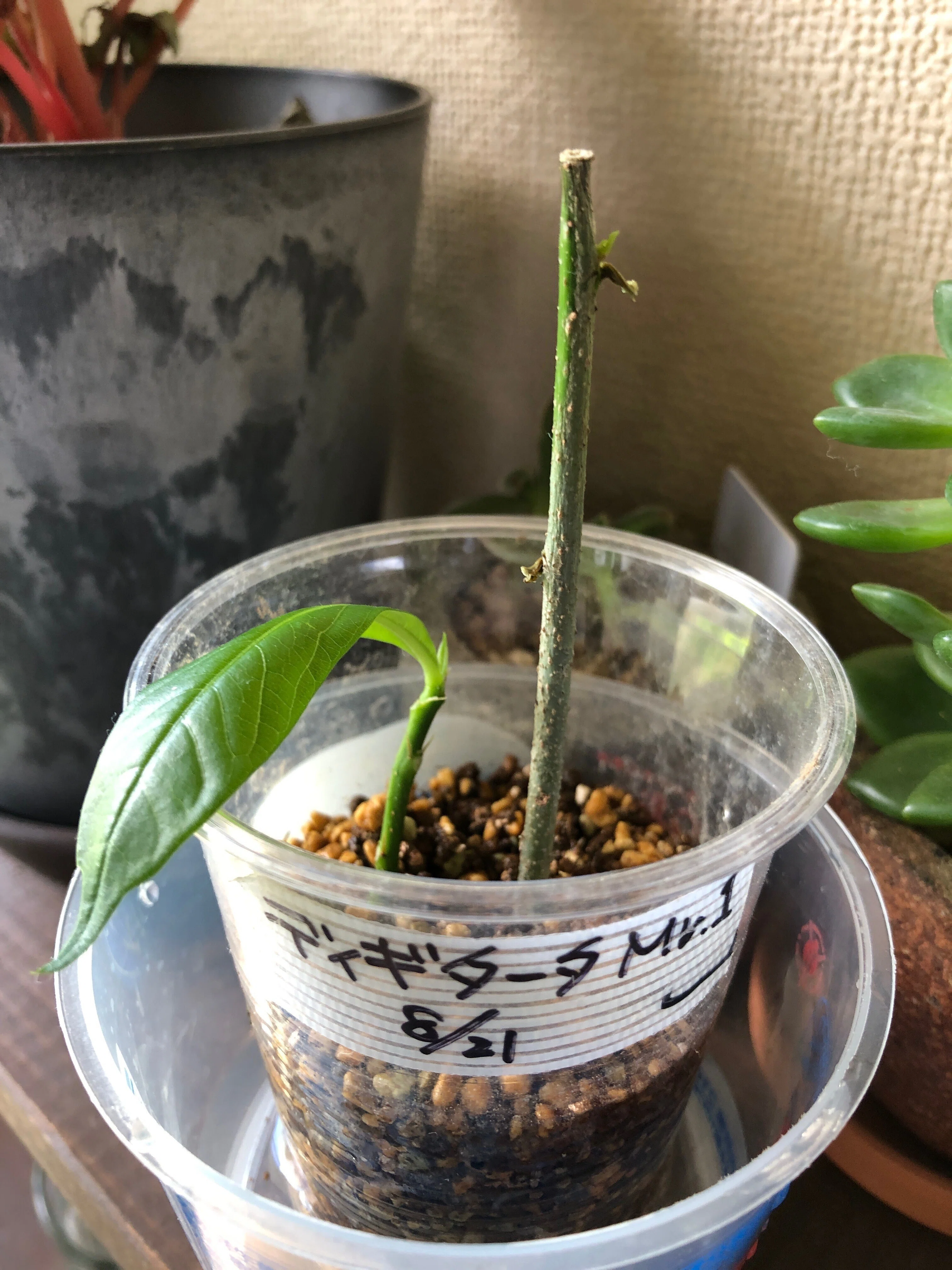バオバブ・ディギタータ🌱剪定と挿し木｜穂の気ままライフ