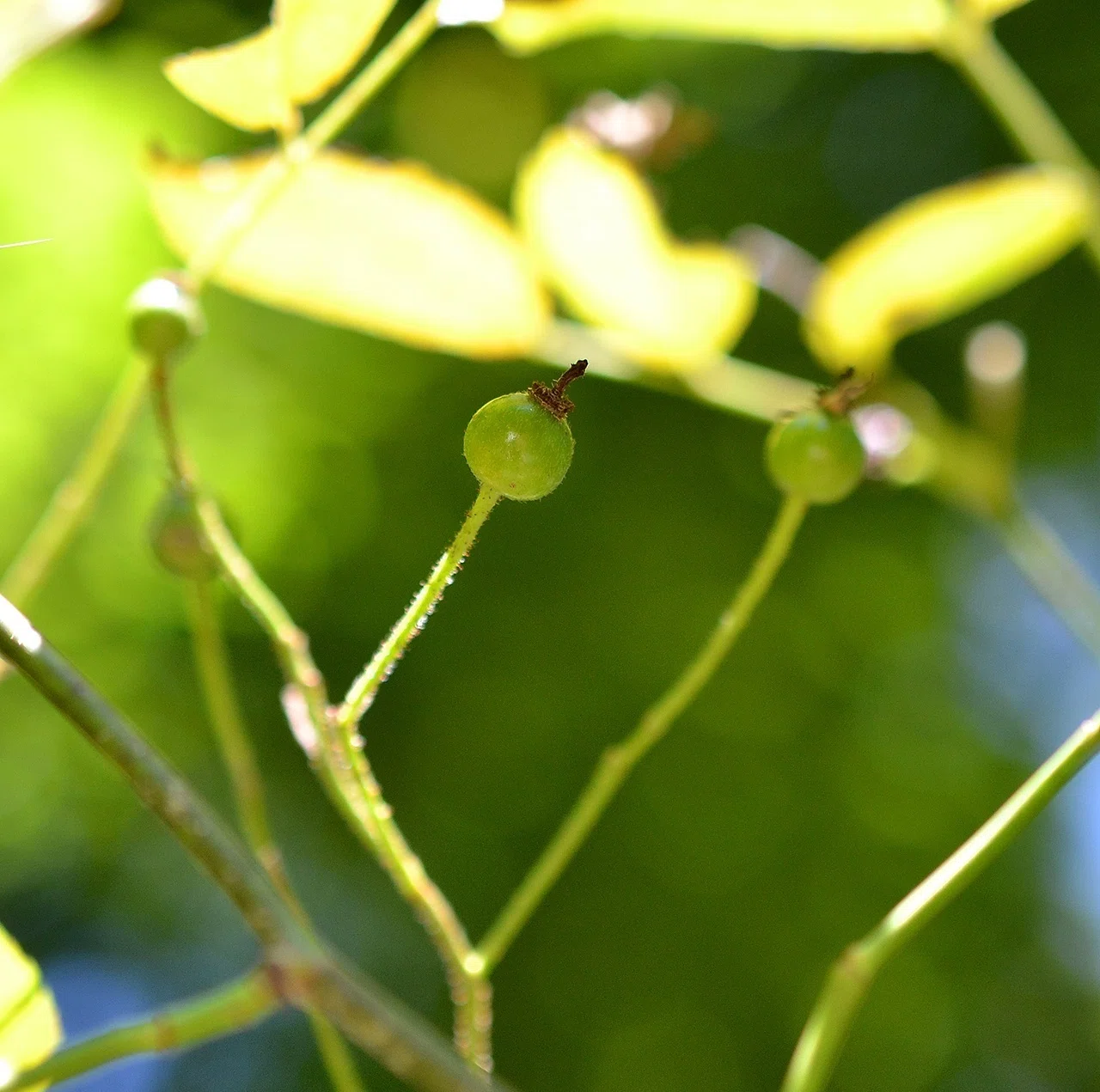 色づいてきた木の実に、ちょこっと秋の気配｜サナエvinsanchi