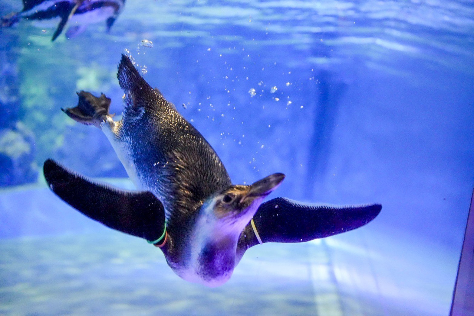 期間限定セール すみだ水族館限定 オビシメ二種 生き物 - 生き物