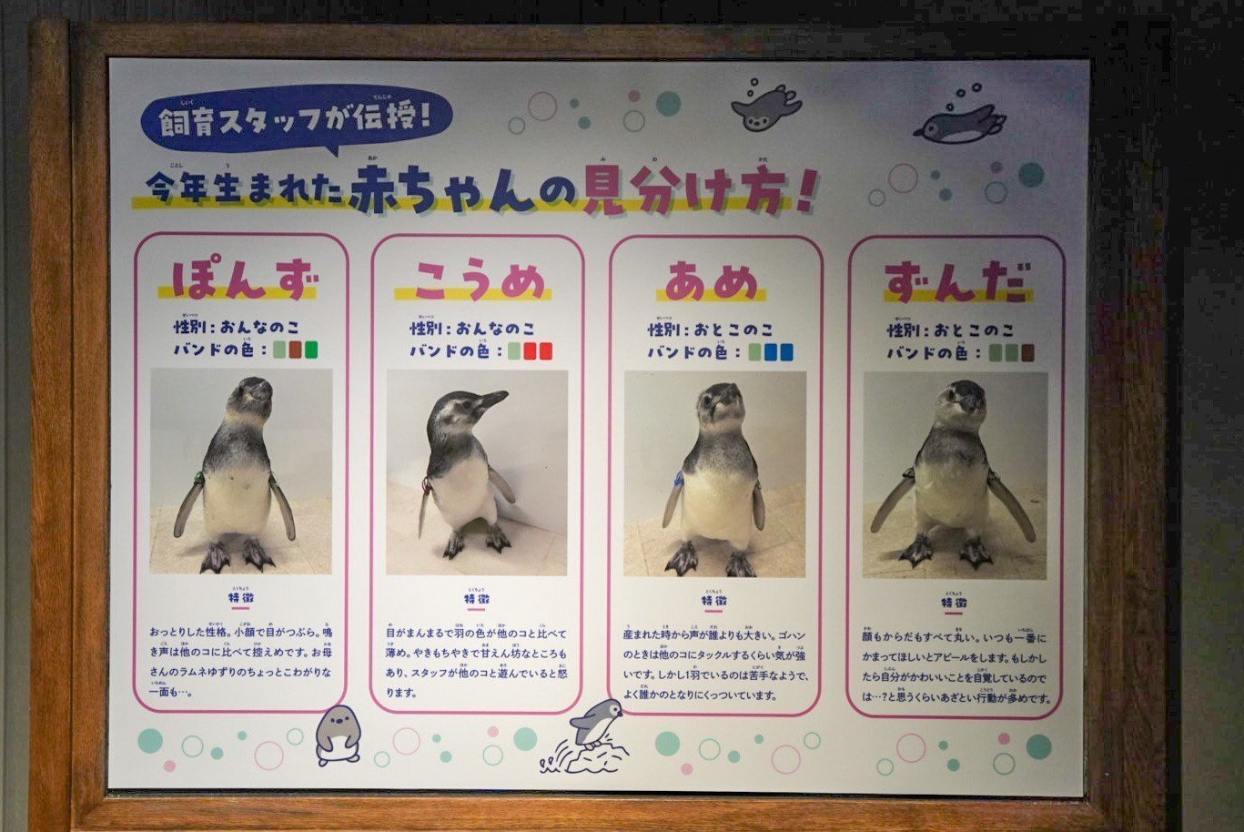レポ#51 2023年生まれの雛たち【すみだ水族館】｜haru