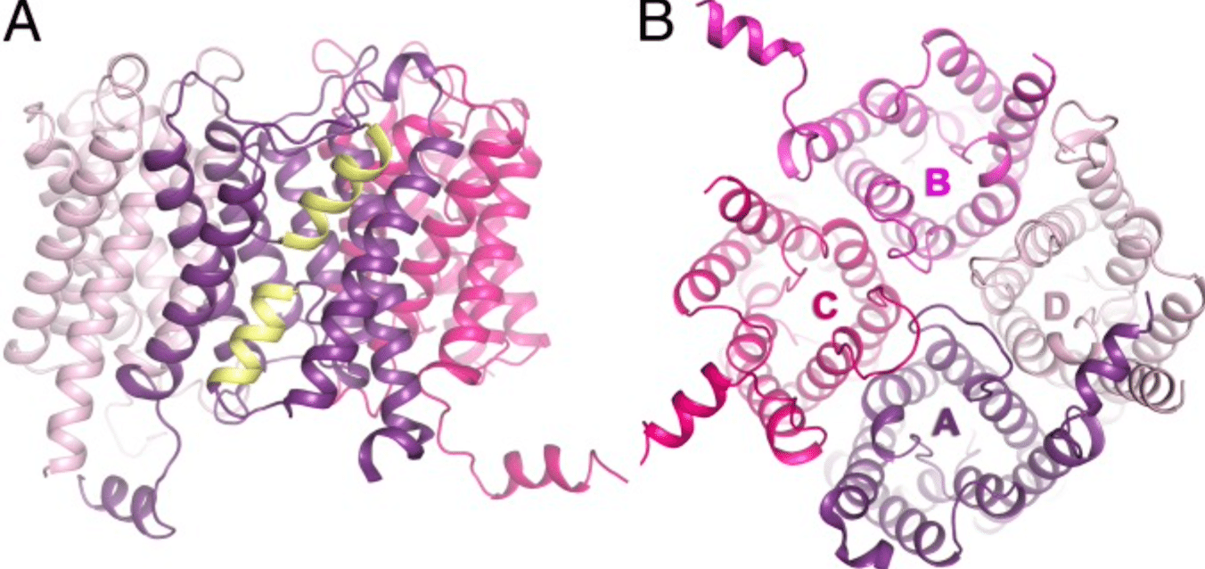 書記が論文読むだけ1331Xray structure of human aquaporin 2 and its