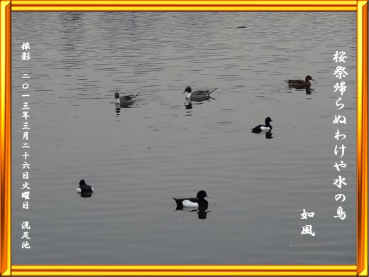 2013/03/26 桜祭帰らぬわけや水の鳥 如風｜稲森如風