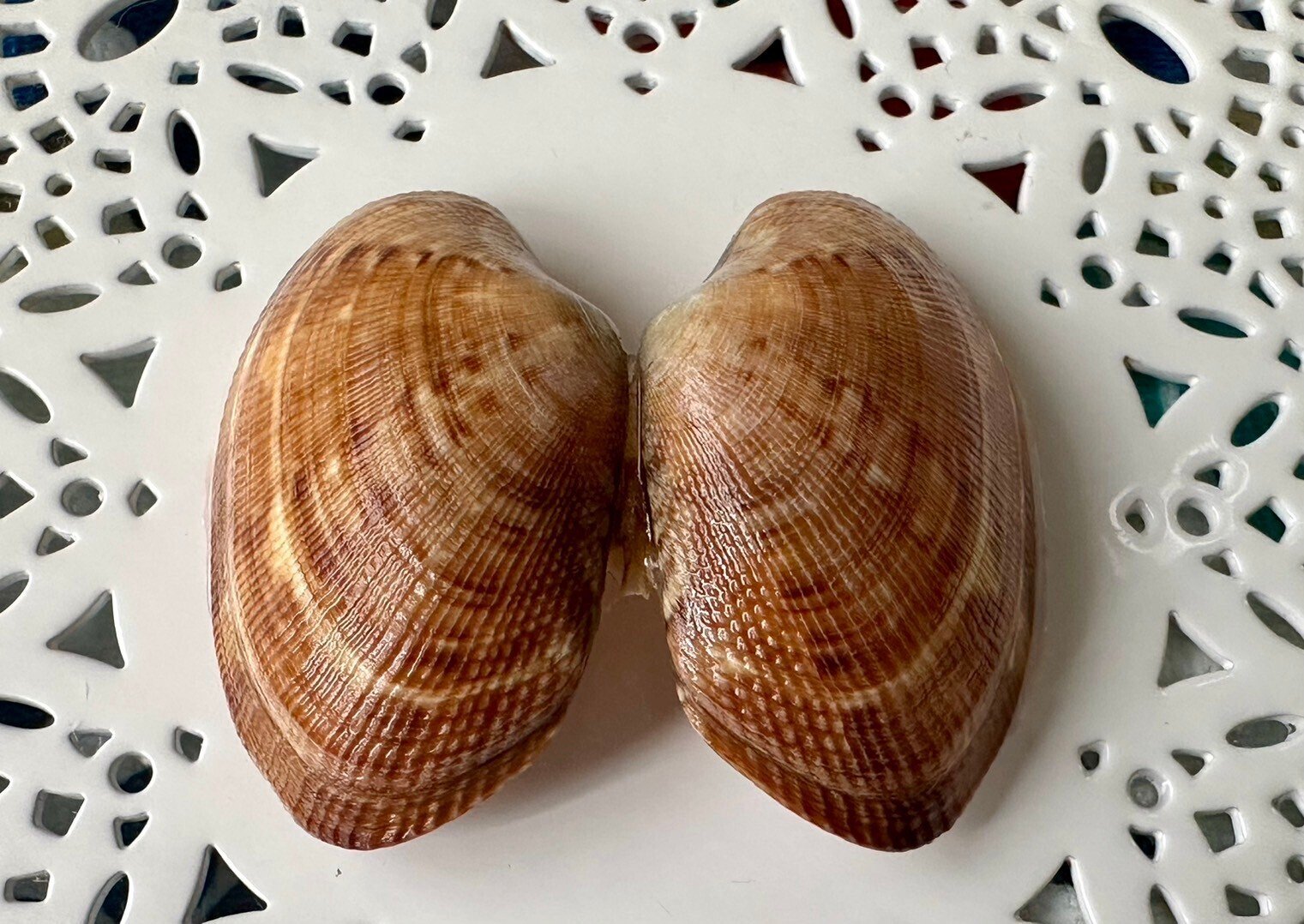 あさり様♡専用ページ 【公式通販】