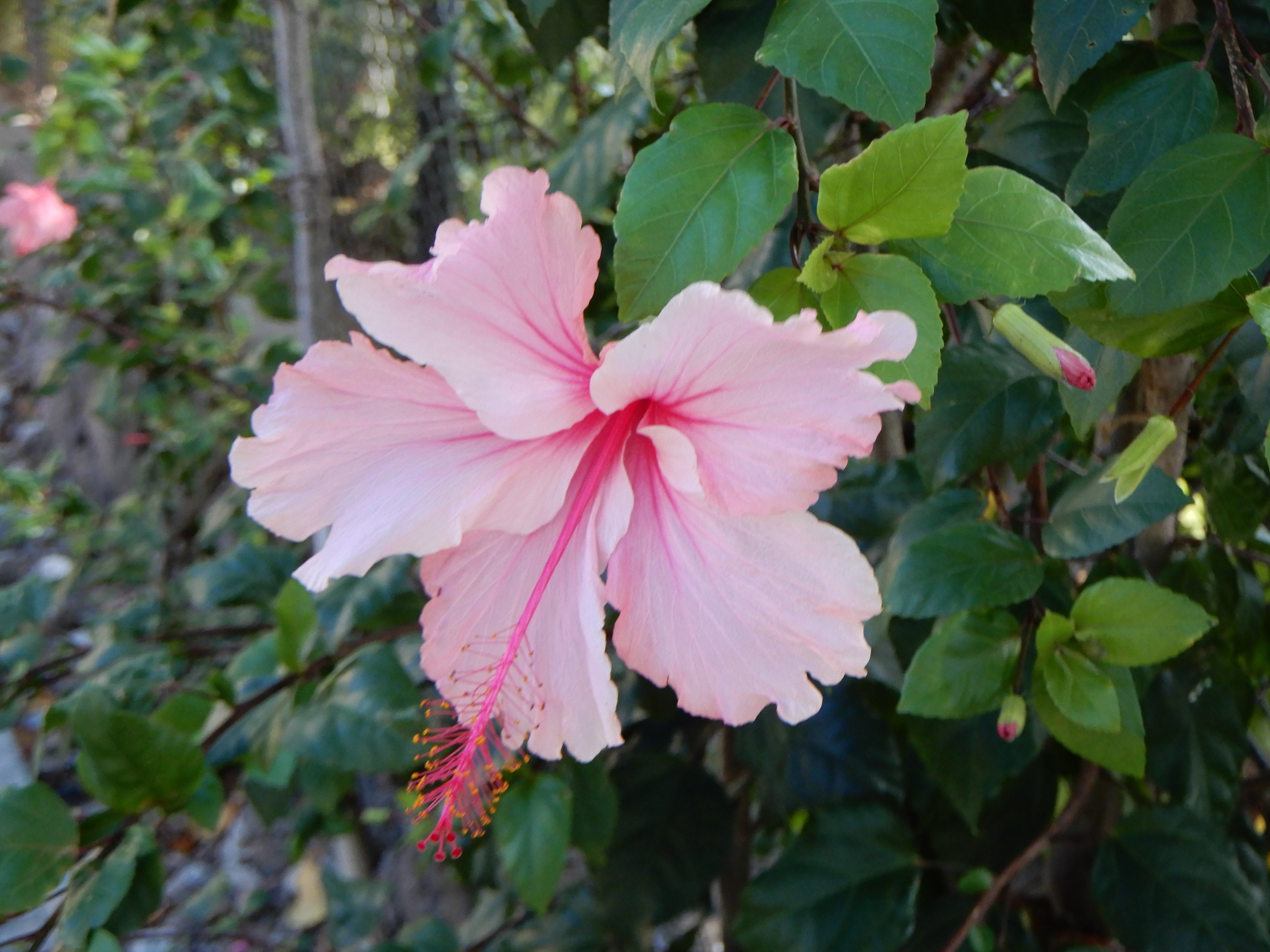 ハワイの花①ハイビスカス｜Susie@Honolulu, Hawaii