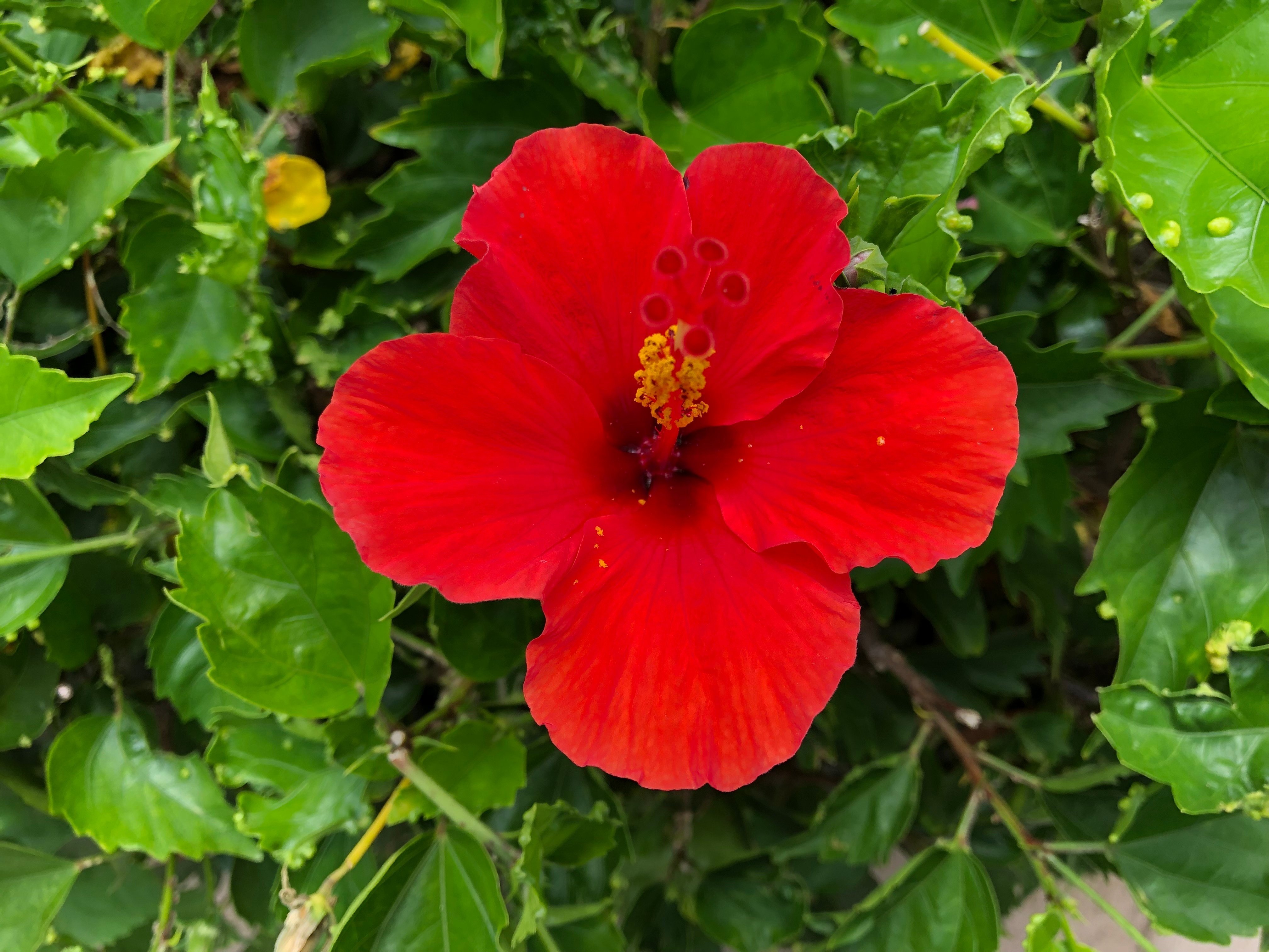 ハワイの花①ハイビスカス｜Susie@Honolulu, Hawaii