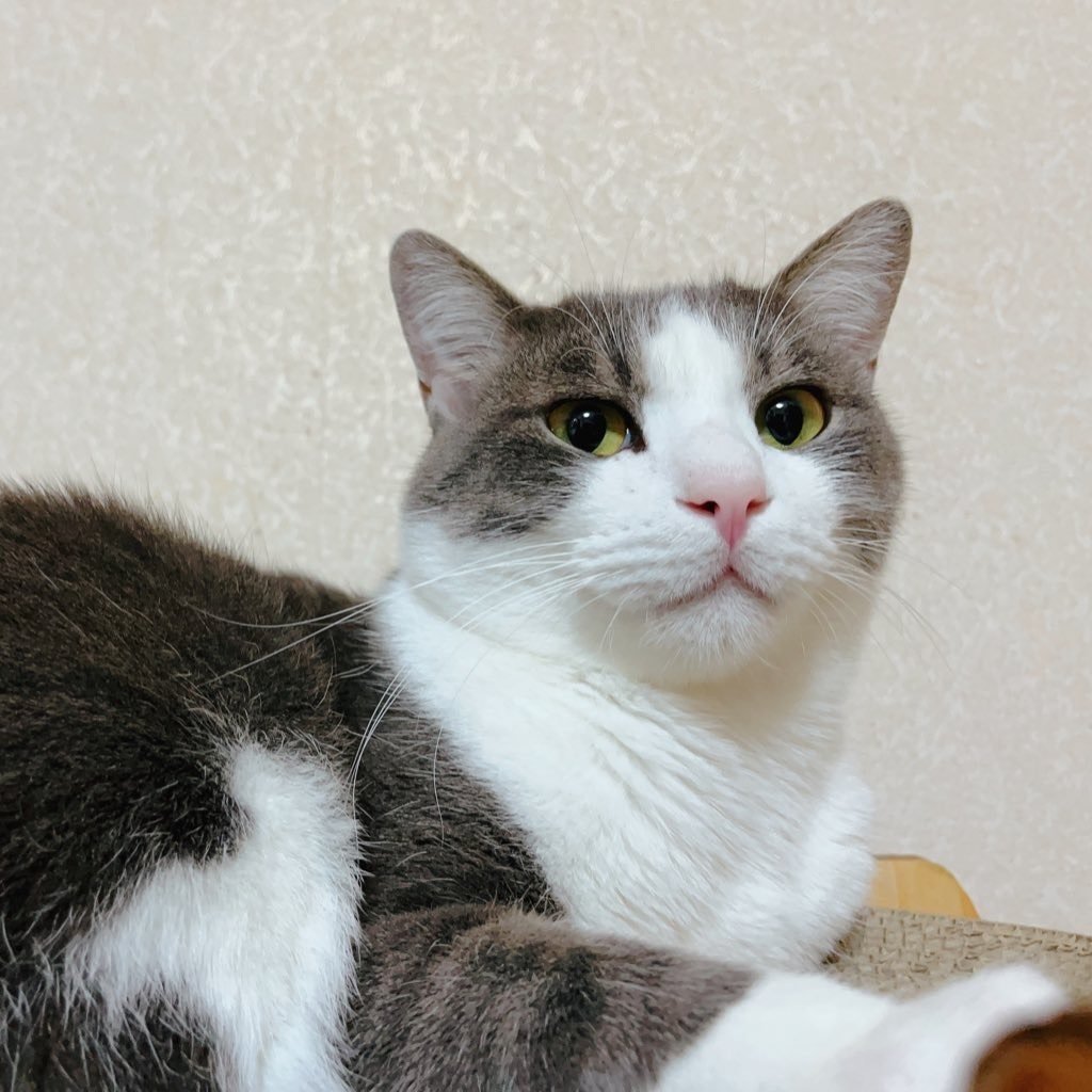 80匹の猫が暮らす温泉旅館、新玉旅館に行ってきました。｜Shoichi Hasegawa