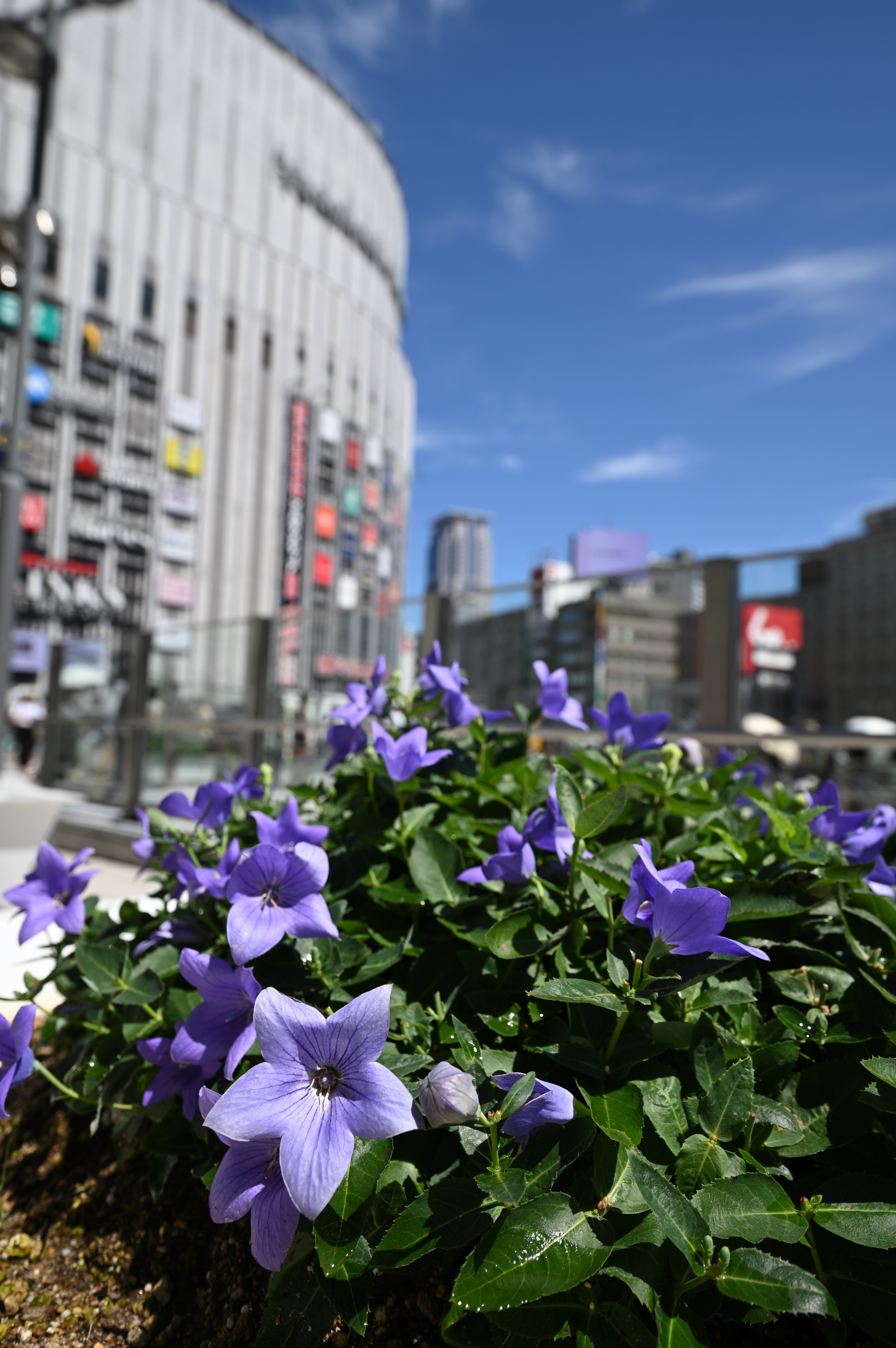 大判　elte エメラルドの夜 TAMRON 17-35mm F2.8-4(A037)で撮り歩き｜鷺