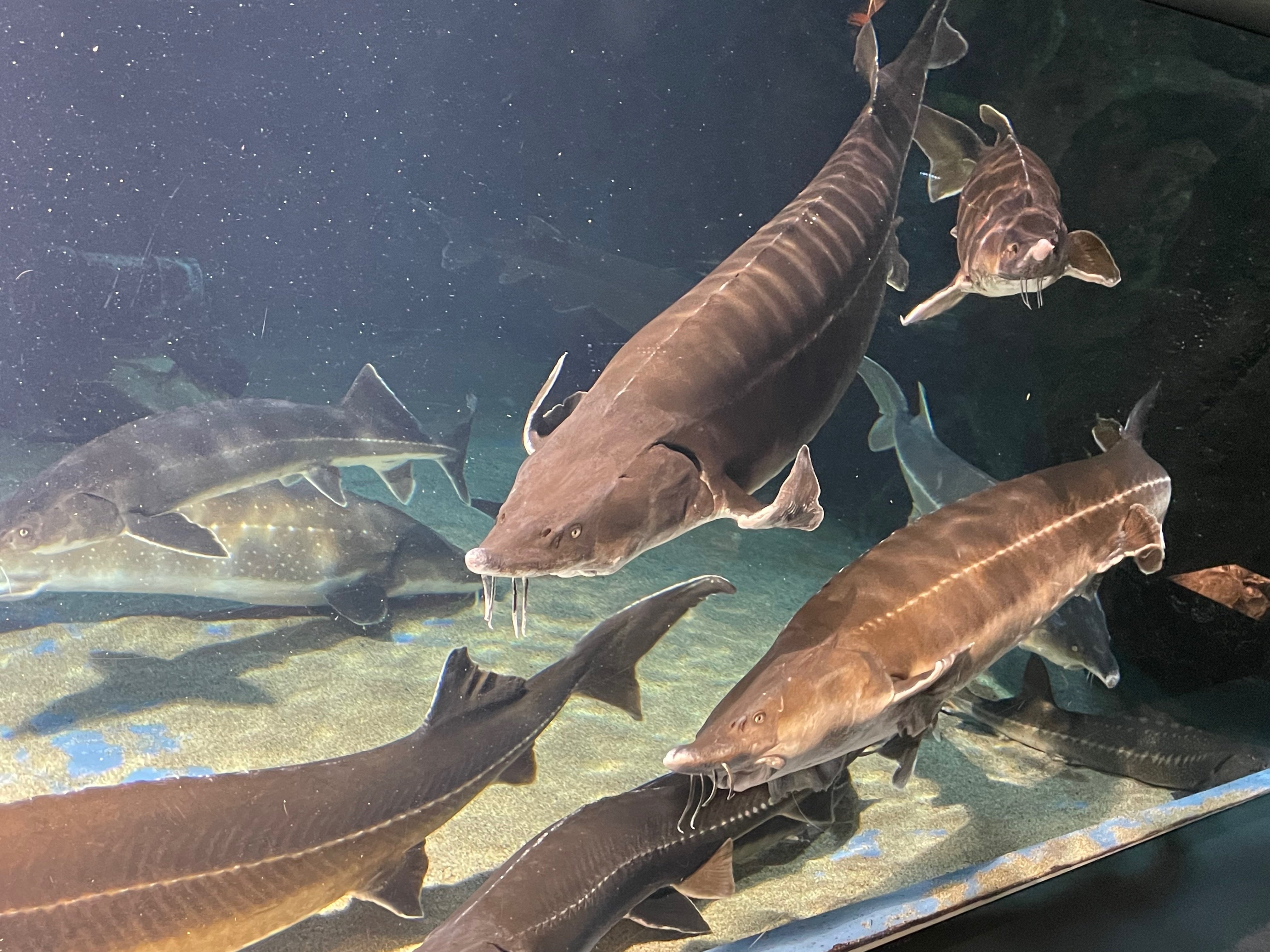 水族館をもっと楽しく！たのしい生物図鑑【古代魚編(1/2)】｜新代 優