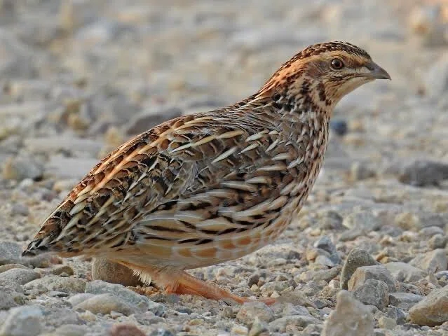 第2656回 こんな鳥もいる｜翆野 大地