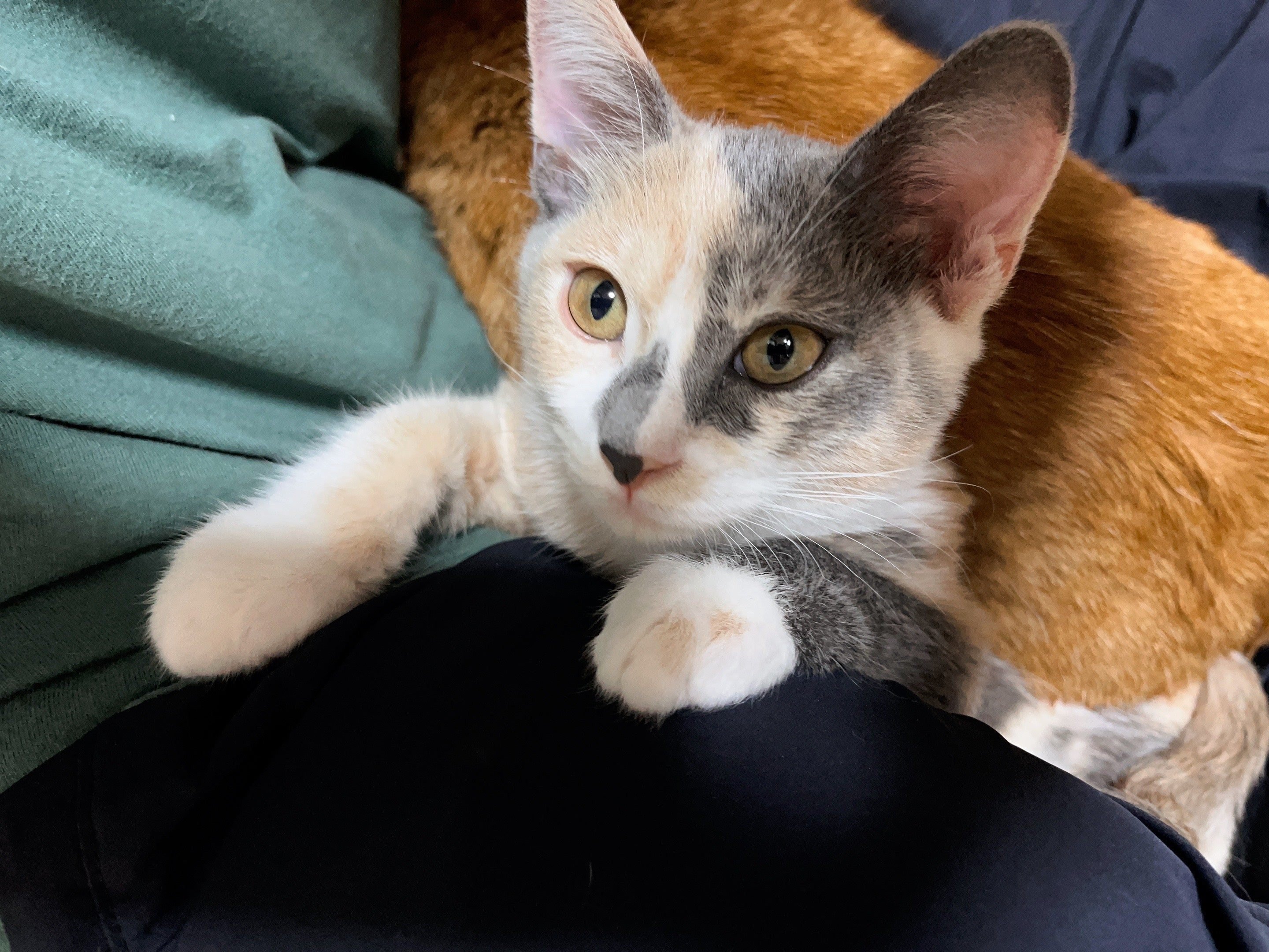 新猫 80匹の猫が暮らす温泉旅館、新玉旅館に行ってきました。｜Shoichi Hasegawa