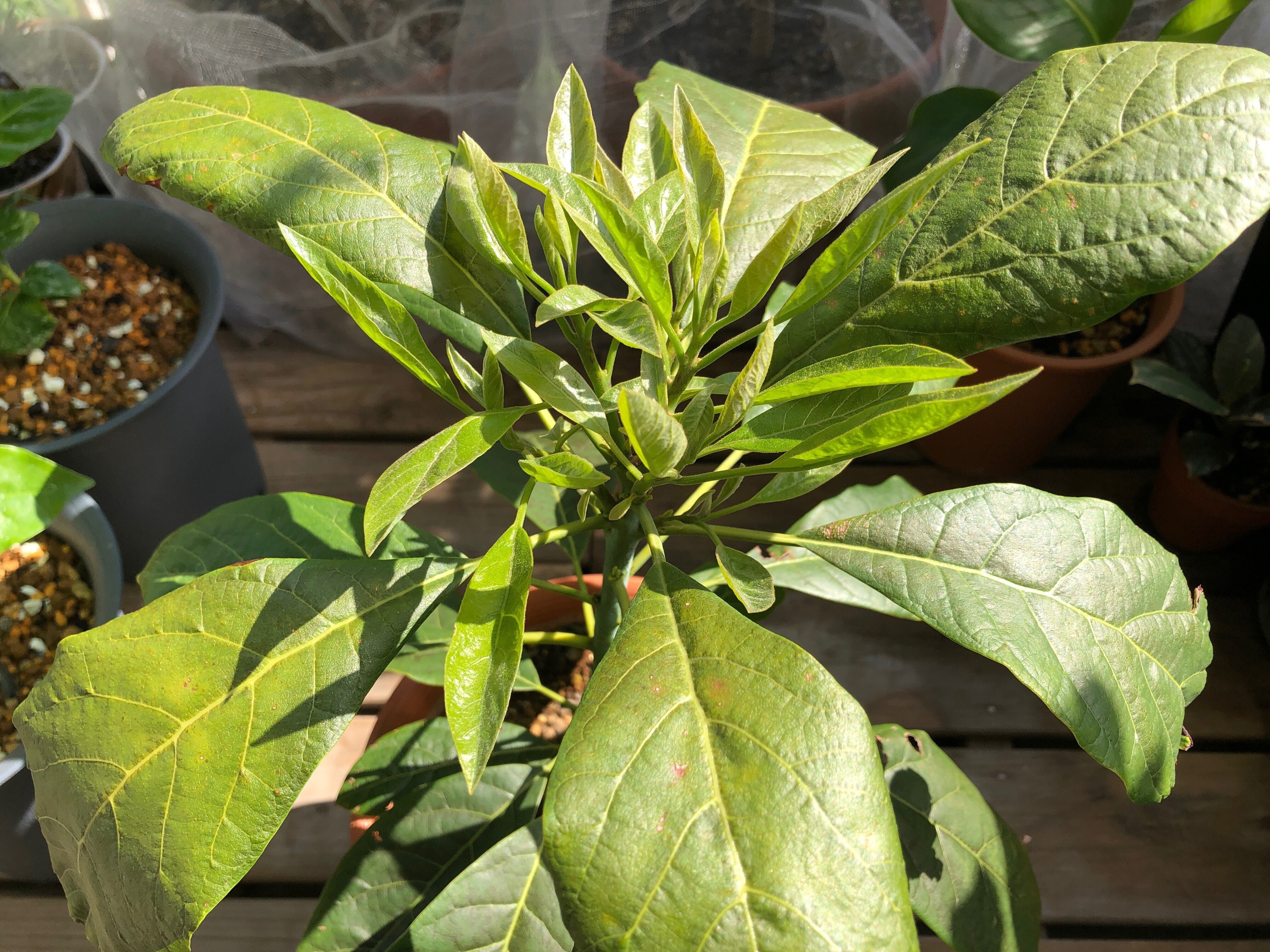 アボカド🌱葉っぱがわしゃわしゃ｜穂の気ままライフ