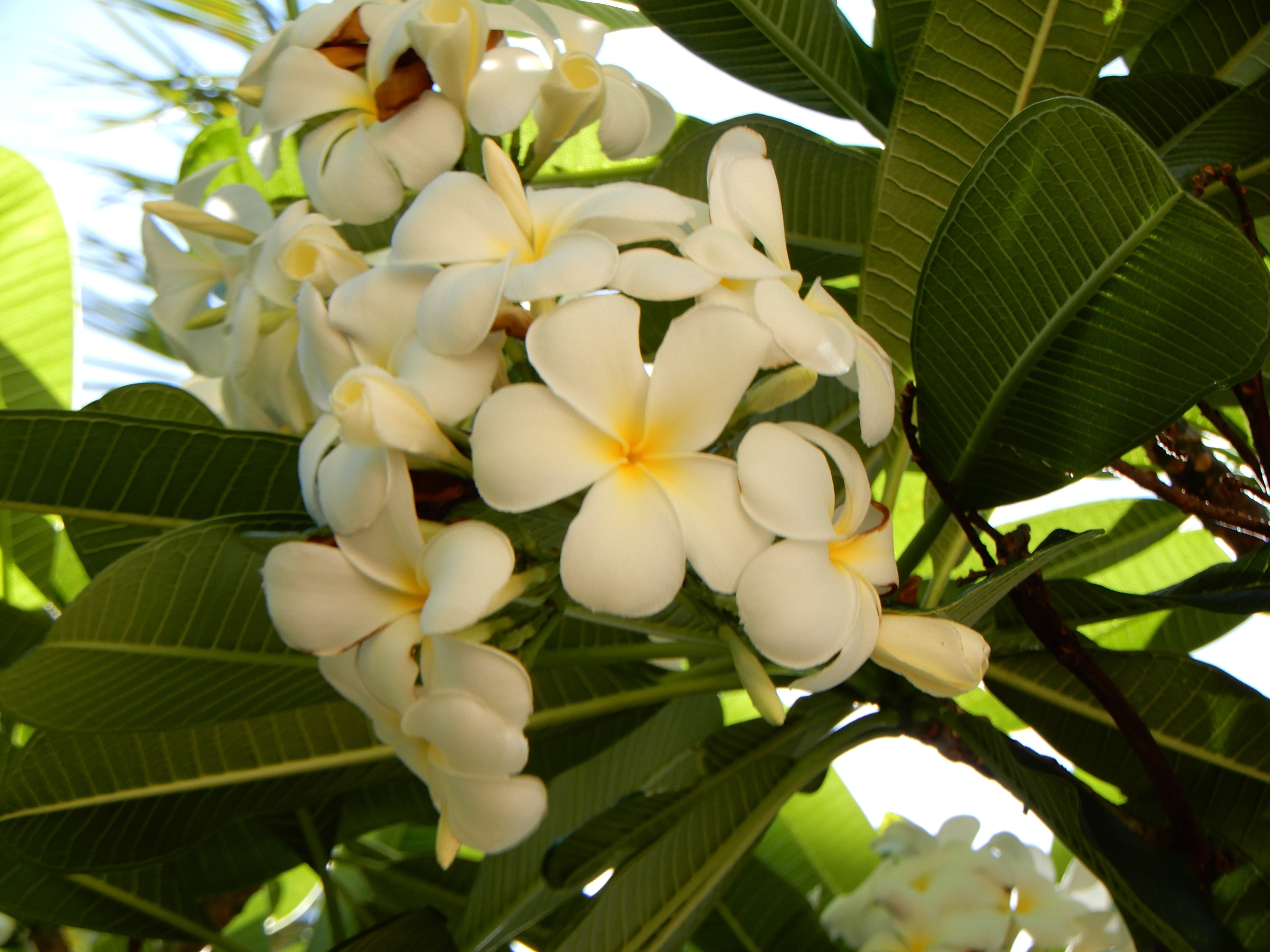 ハワイの花②プルメリア｜Susie@Honolulu, Hawaii