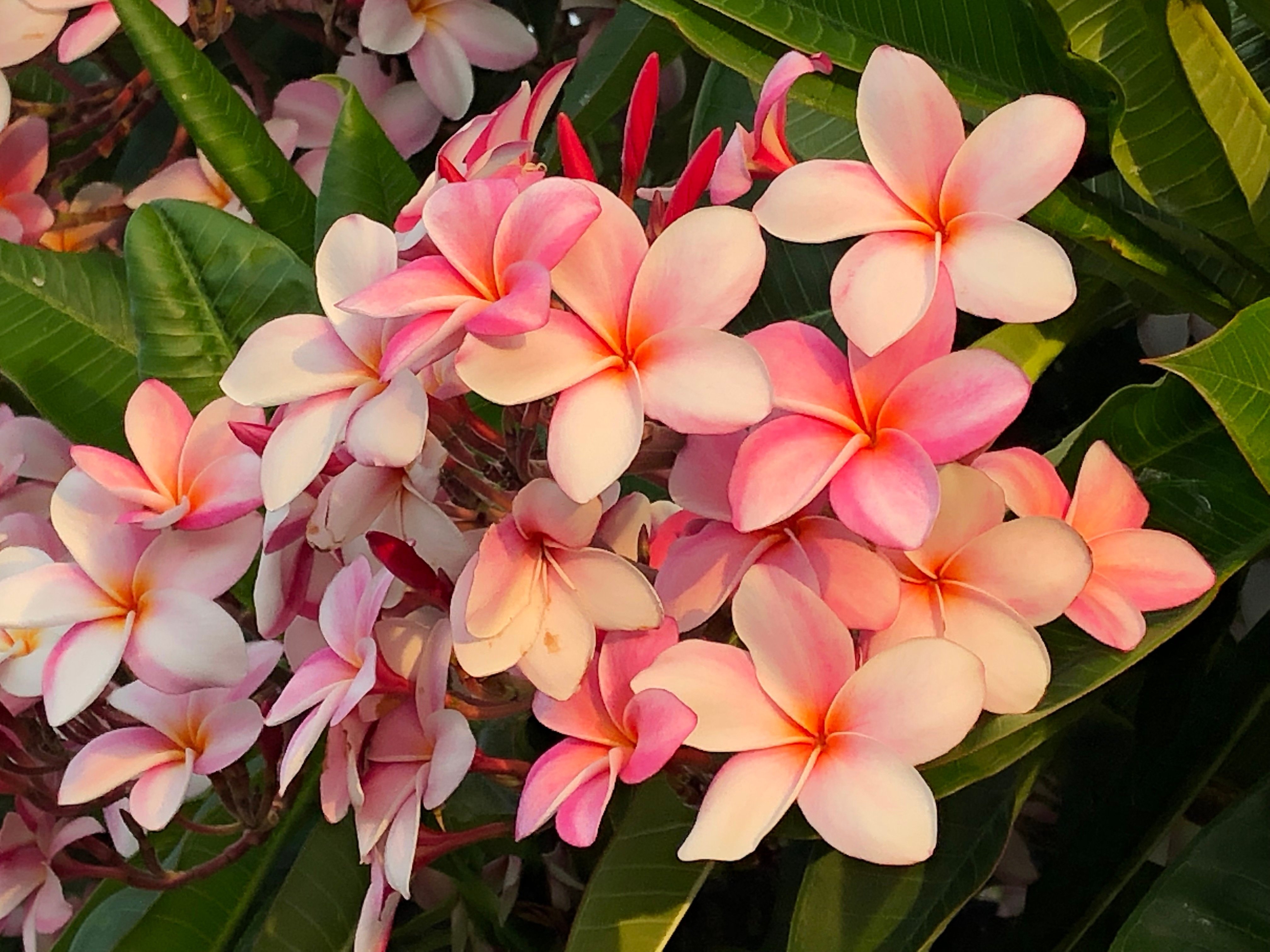 プルメリア　♪ 7本まとめ　♪ 南国の花　♪ ハワイ ハワイの花②プルメリア｜Susie@Honolulu, Hawaii