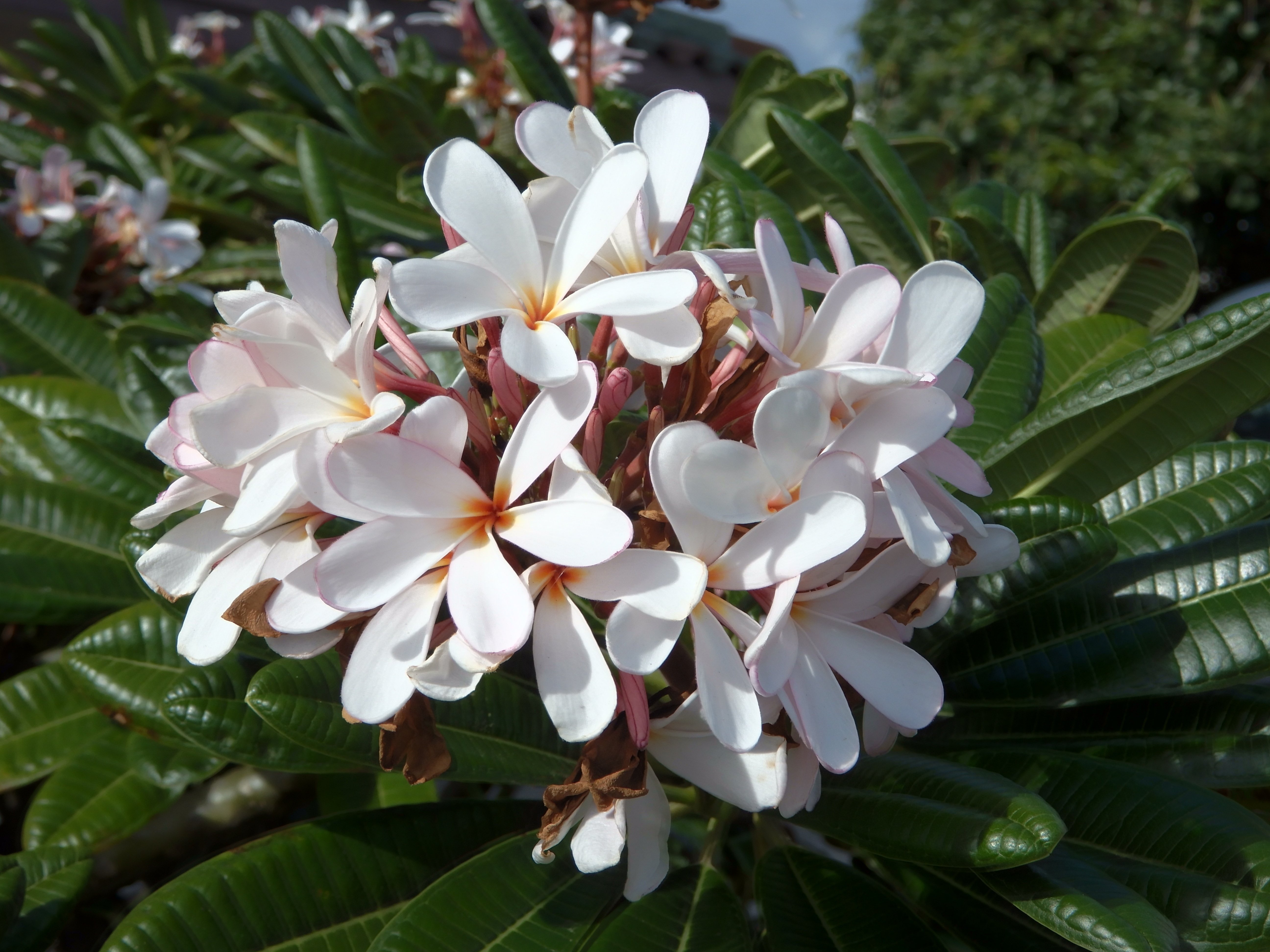 プルメリア Kaneohe Sunburst Hawaii産 よく咲く巨大輪のハワイ産まれのプルメリア、Kaneohe Sunburstは