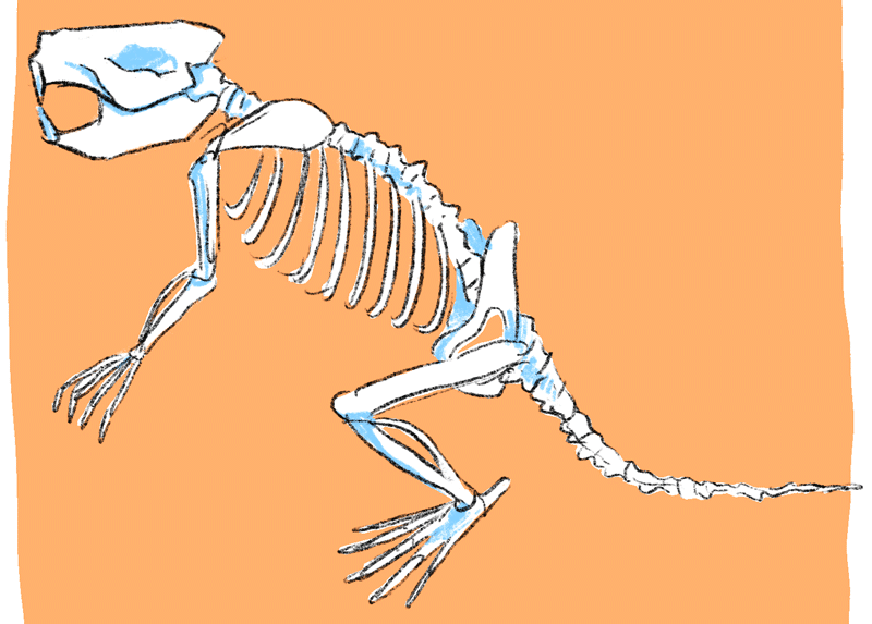 骨格からアメリカビーバーを作っちゃおう！！｜あいた