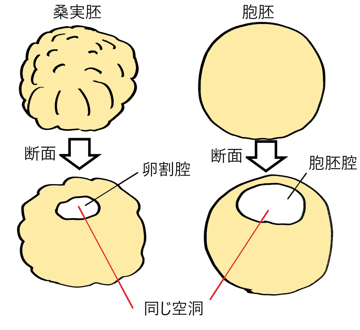 【高校生物】発生②「カエルの発生はどのように起こるのか?」|矢口はっぴー