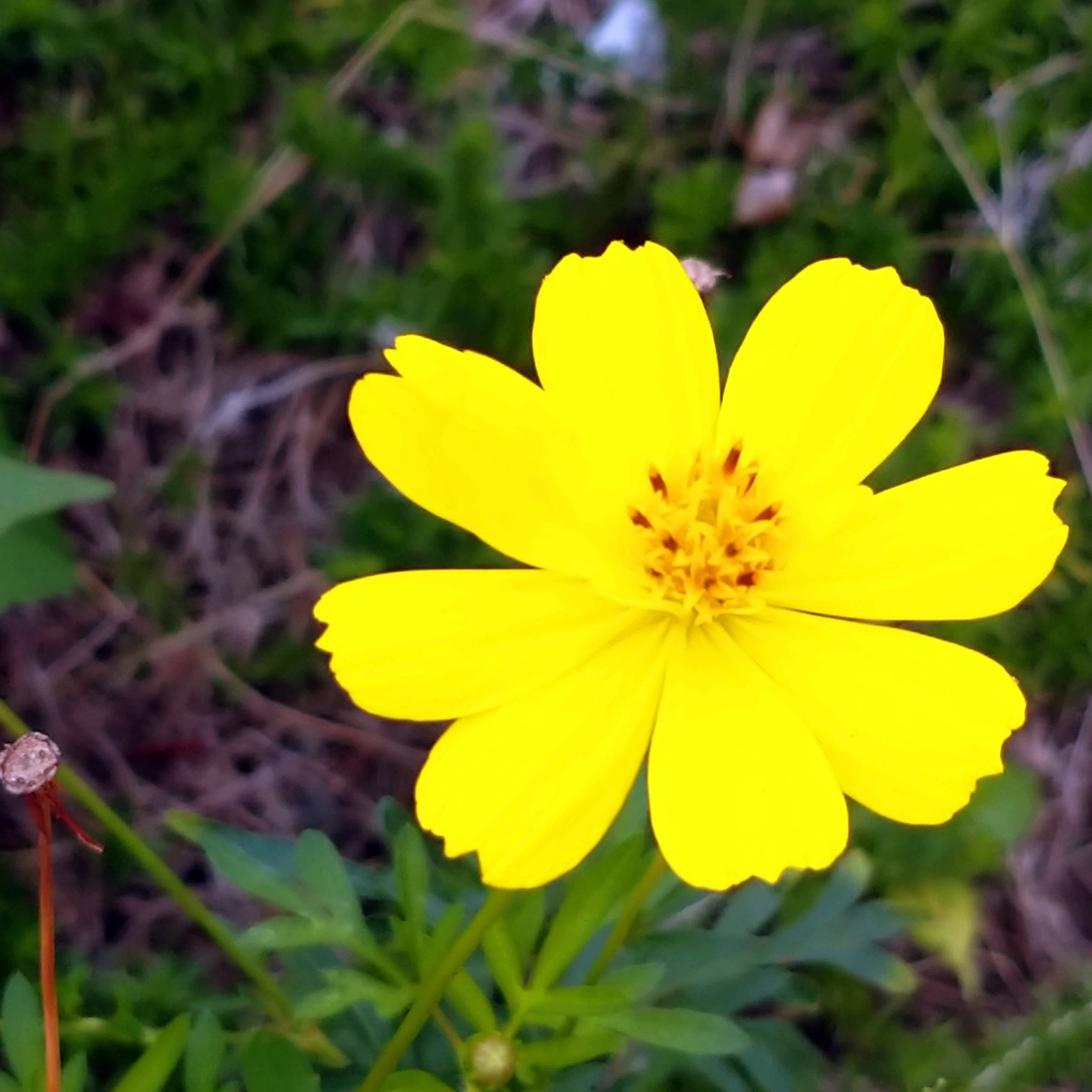 きいろ お花 こんにちは｜s