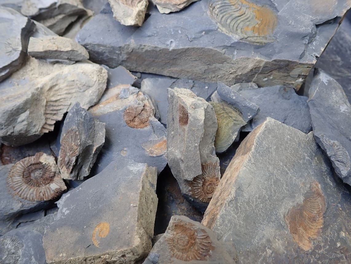 山口県産 ジュラ紀 アンモナイト 希少