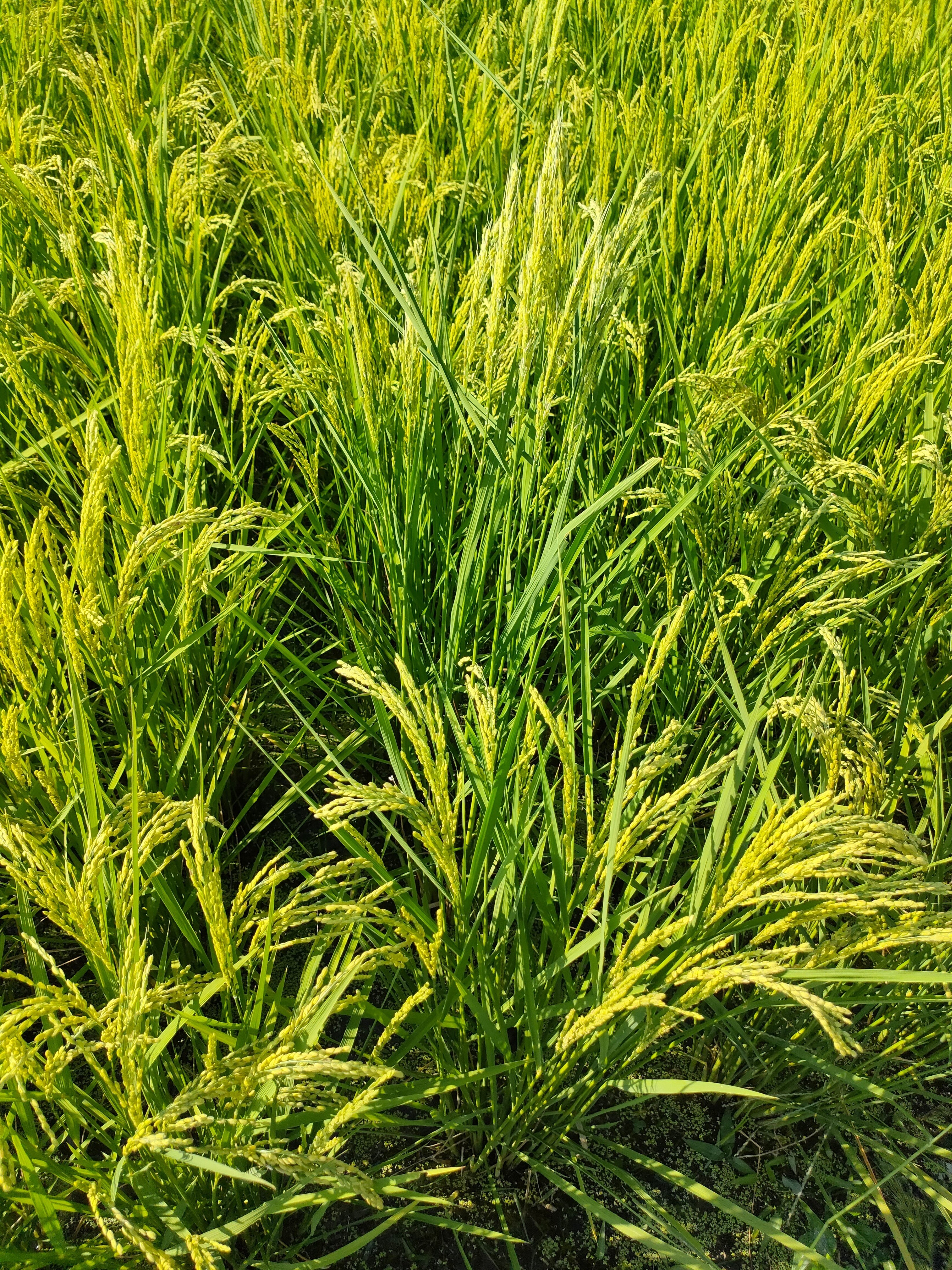 田んぼの土手の草刈り｜shanthi-usui