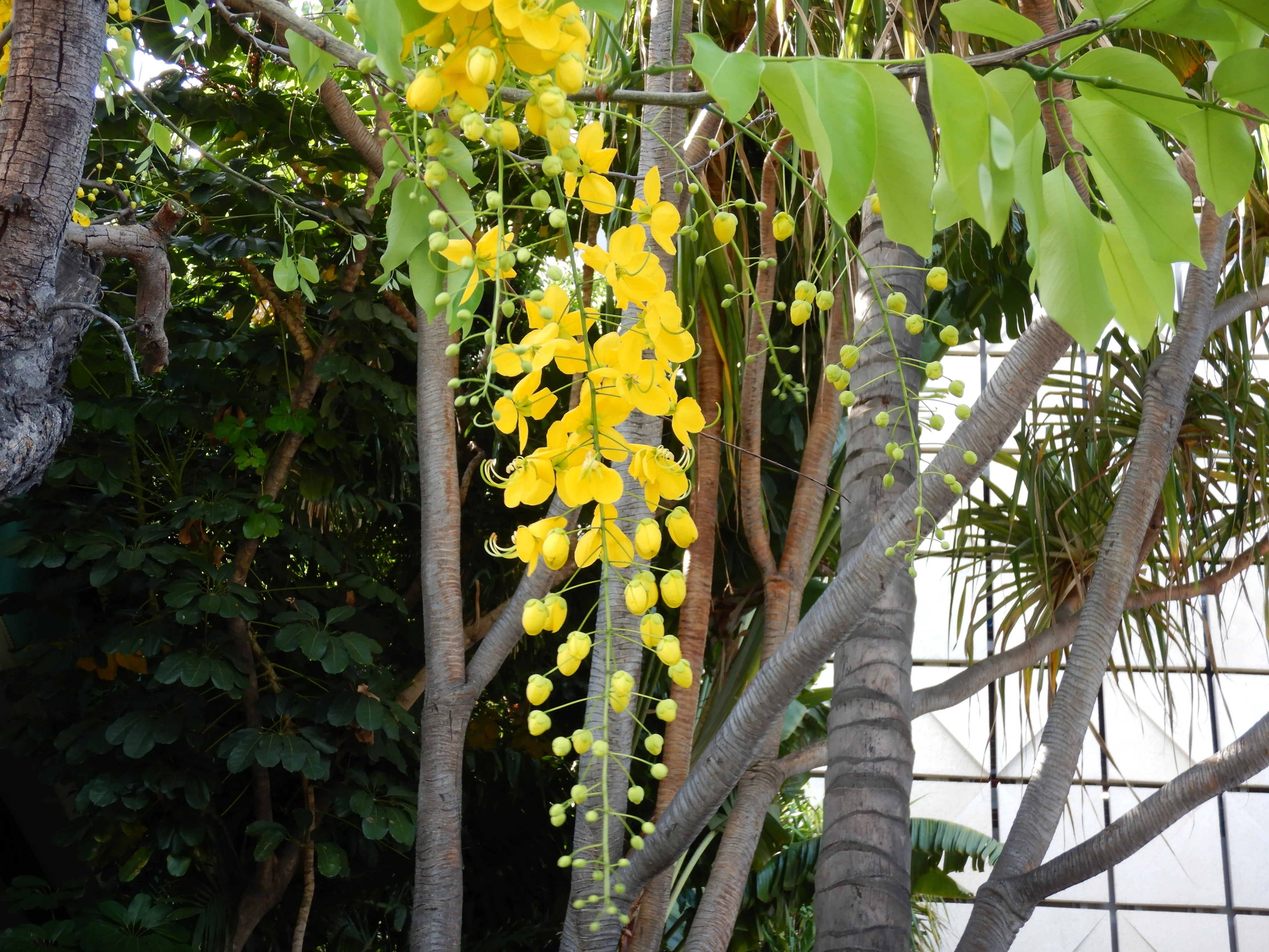 ハワイの花③シャワーツリー｜Susie@Honolulu, Hawaii
