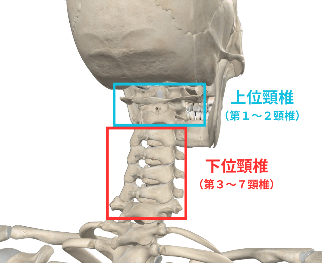 PNFの治療技術 ： 臨床応用編 ３「 頸椎へのアプローチ 」【全２巻】 Amazon.co.jp: PNFの治療技術 ： 臨床応用編 3「 頸椎への