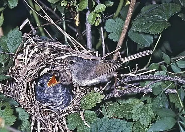 第2659回 カッコウのイメージ｜翆野 大地