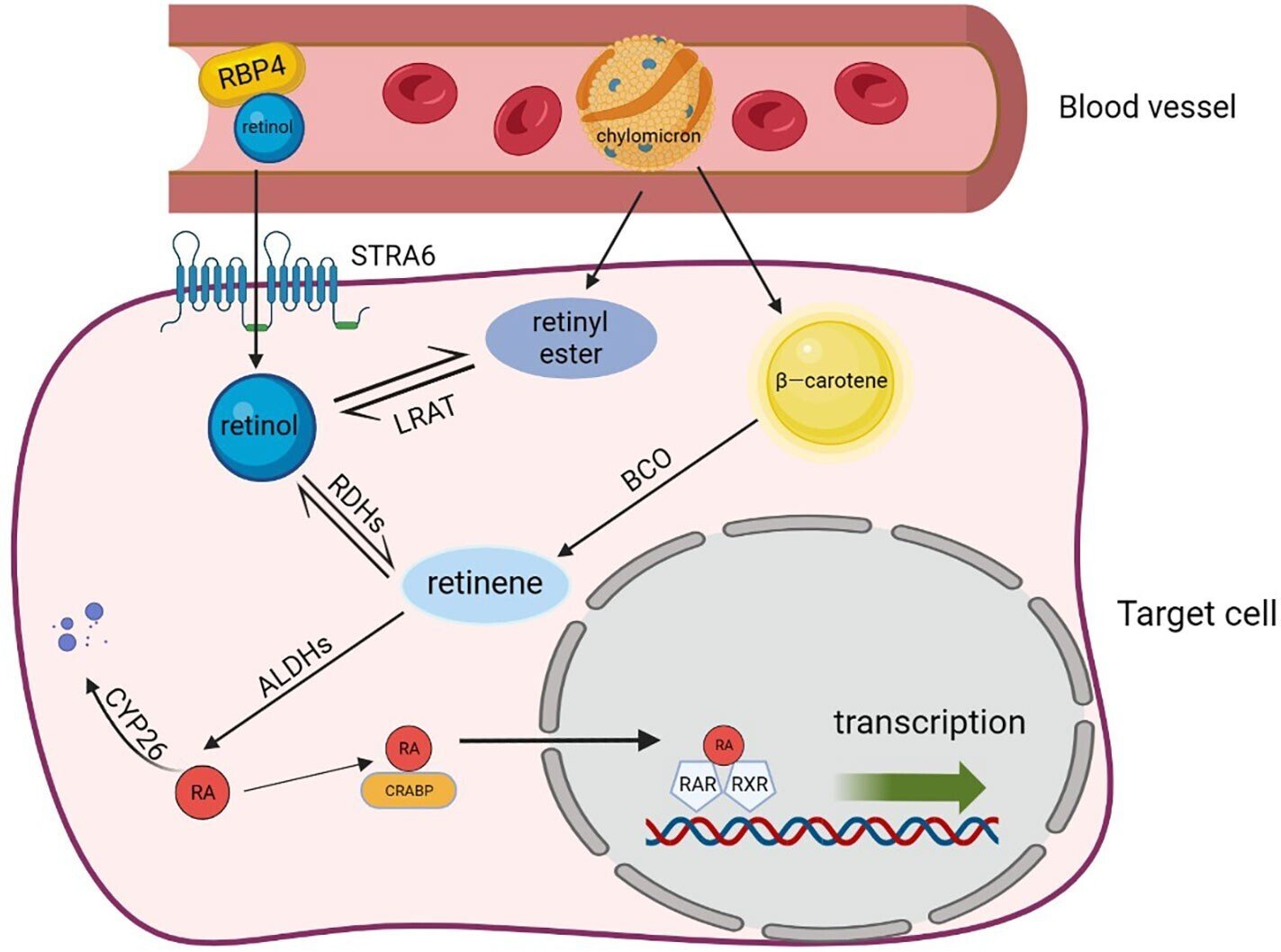 レチノイド・カロテノイド―体内代謝と発癌予防
