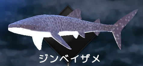 レポート】ジンベエザメ――世界最大の、星空を背負ったサメ｜ゲームの