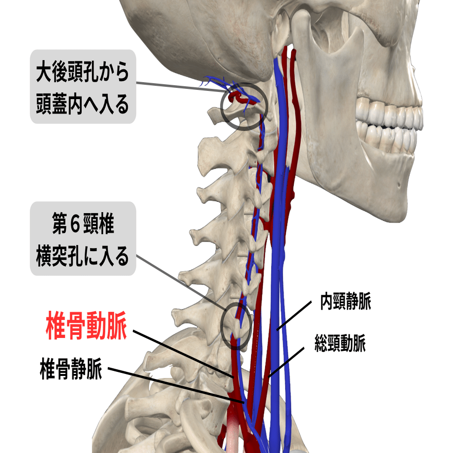 頭頸部の理解と臨床評価・アプローチ｜理学療法士による臨床のためのnote
