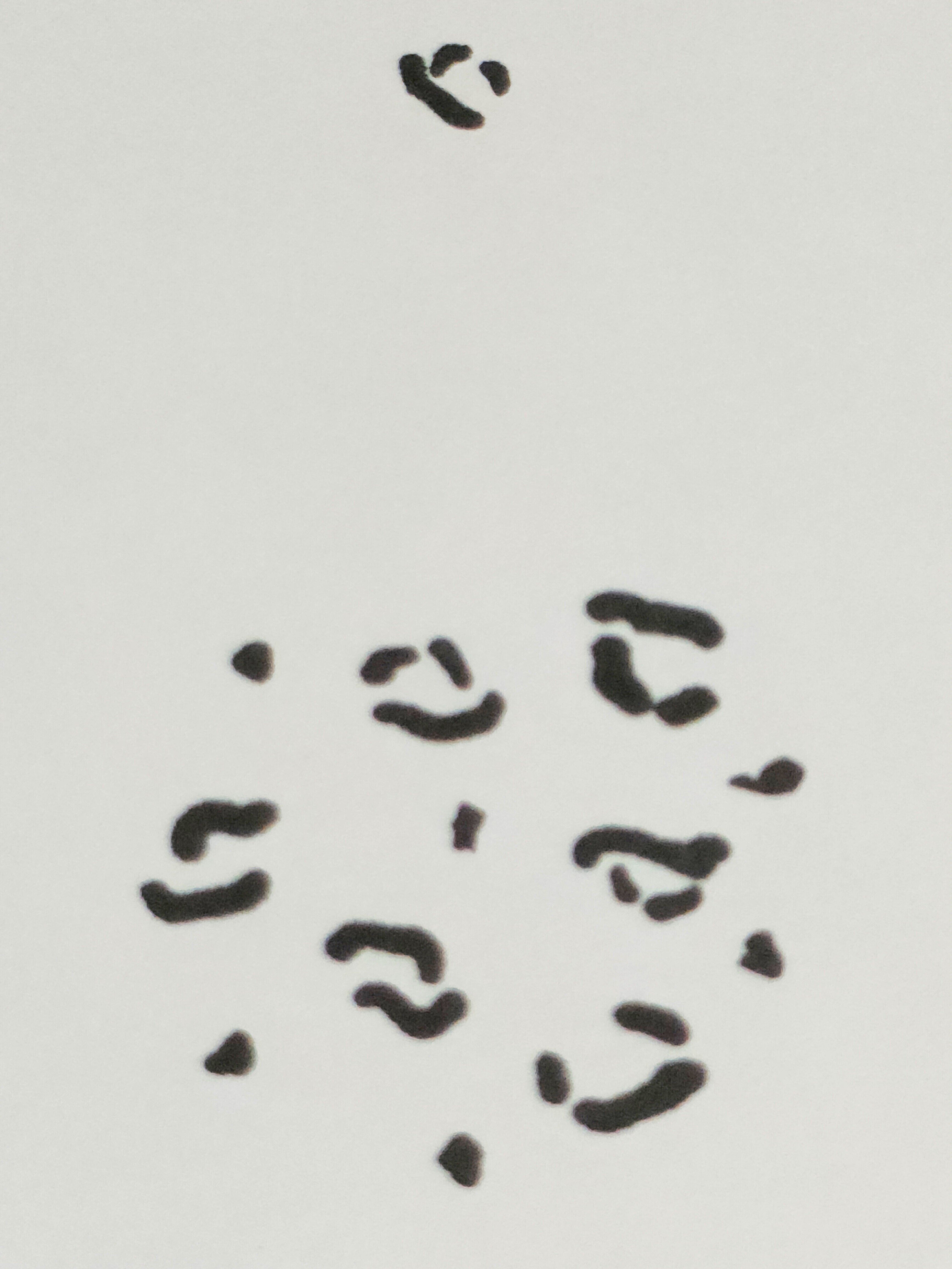 書き初め④ 豹 レオパード 書き初め④ 豹 レオパード