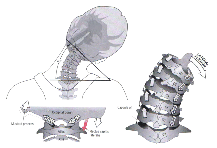 構造医学 リダクター 環椎後頭関節細密用 構造医学 リダクター 環椎