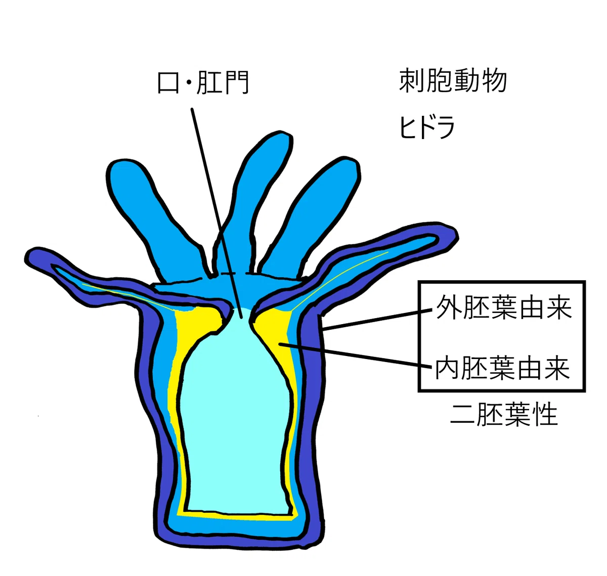刺胞動物|Note: 刺胞動物 画像 : 刺胞動物門|OpenStax: 生物学 – YWDQ