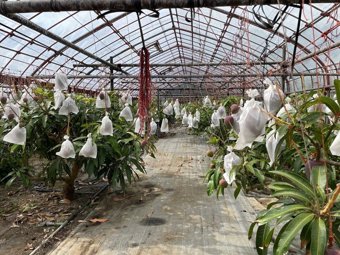 三宅島の完熟マンゴー｜三宅支庁産業課