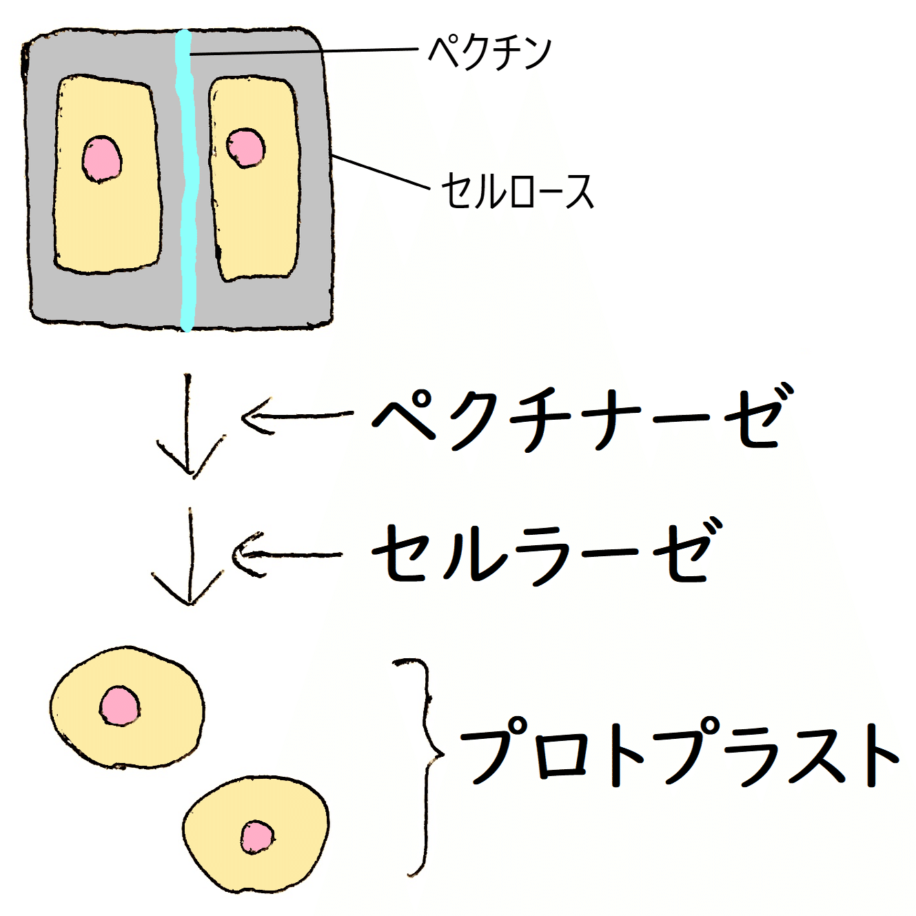 高校生物】遺伝子⑤「どのようなバイオテクノロジーがあるのか