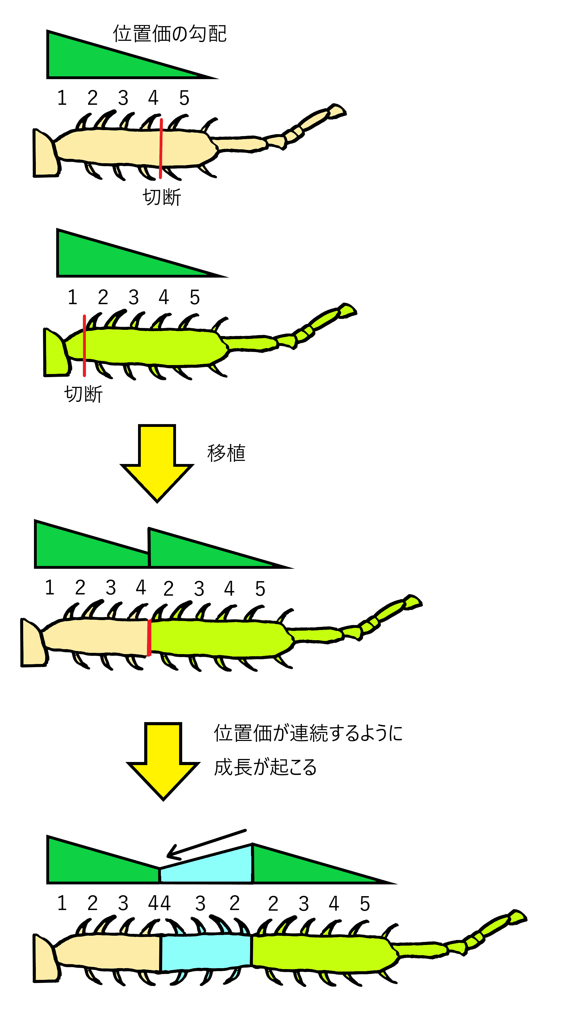 進化発生学 ボディプランと動物の起源 35％OFF】 進化発生学: ボディプランと動物の起源 | ブライアン