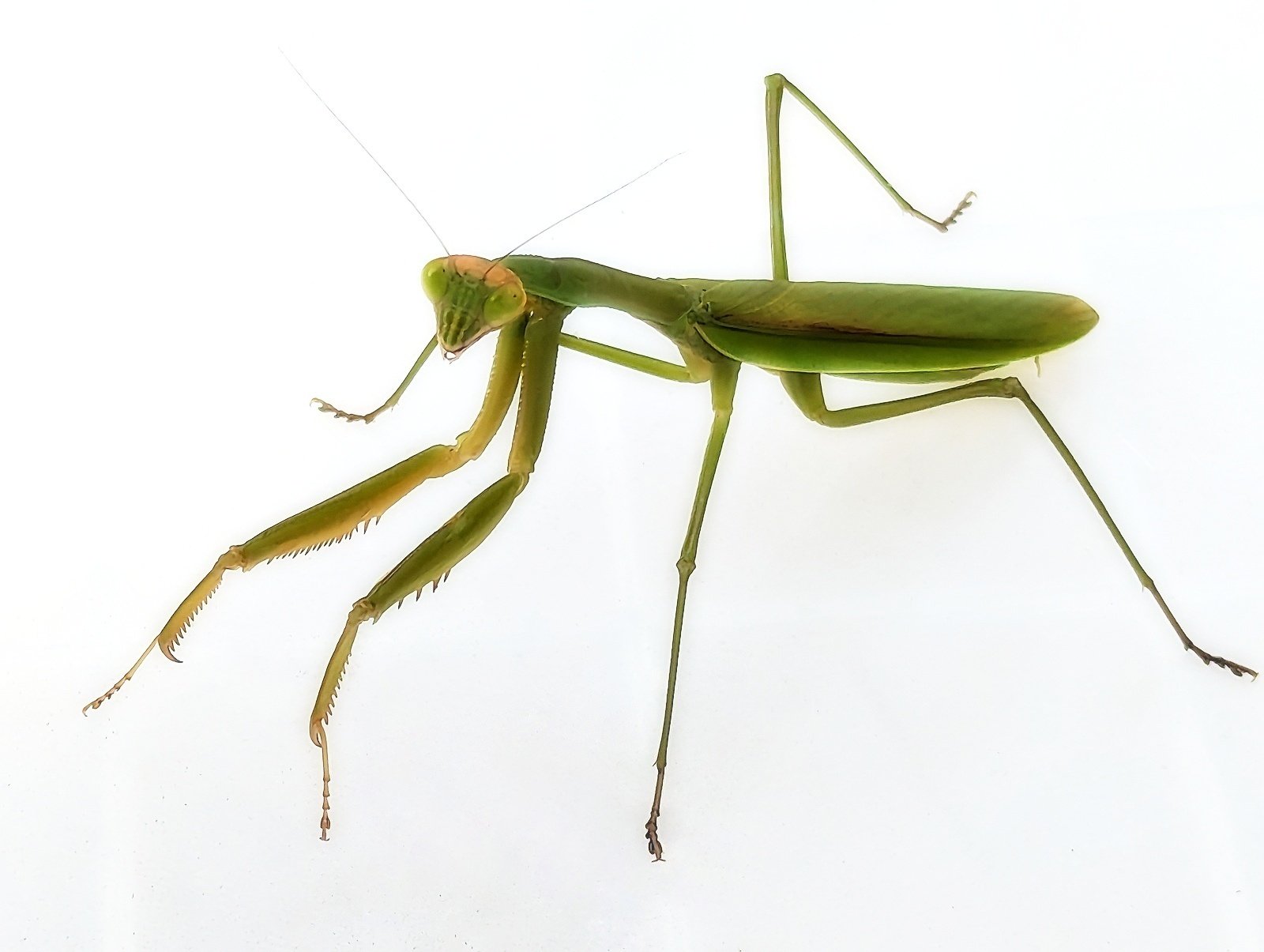 畑の守護神 オオカマキリにモデルになってもらいました｜annon