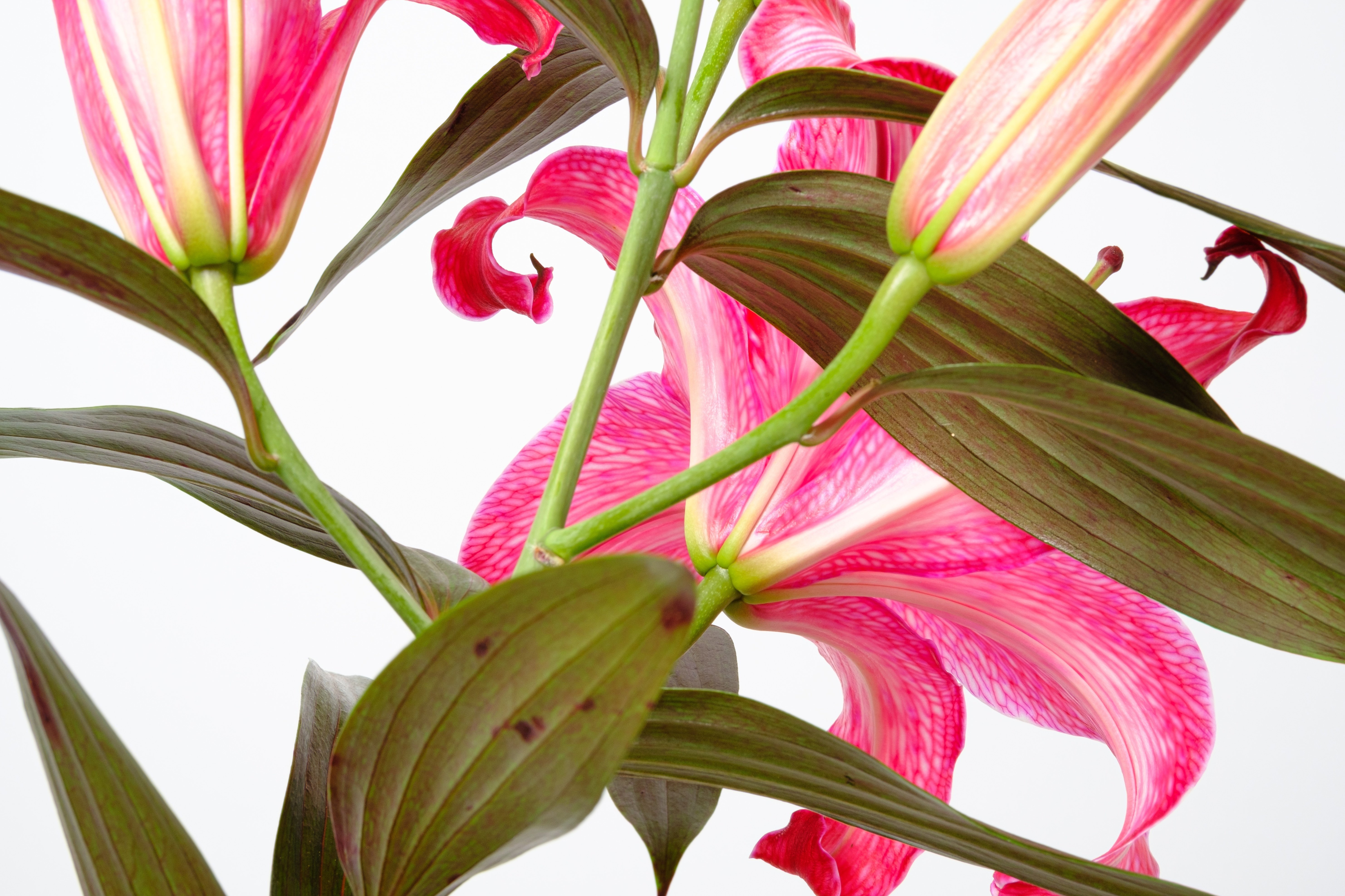 染めの花#025】ユリをルビー色に染めてみた｜タキツネ | 花の写真を