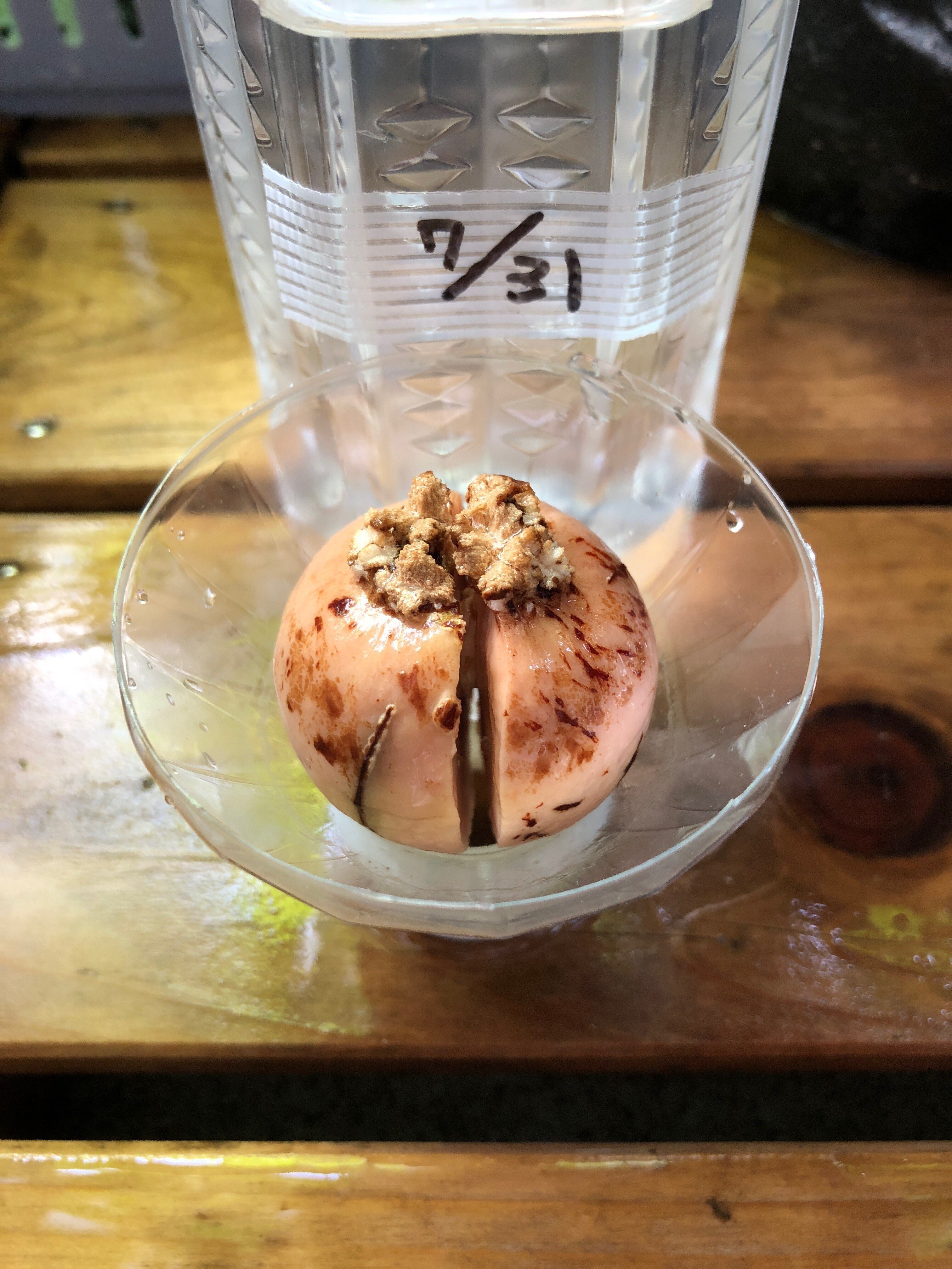 アボカド2🌱種が割れて順調に育ってる❣️｜穂の気ままライフ