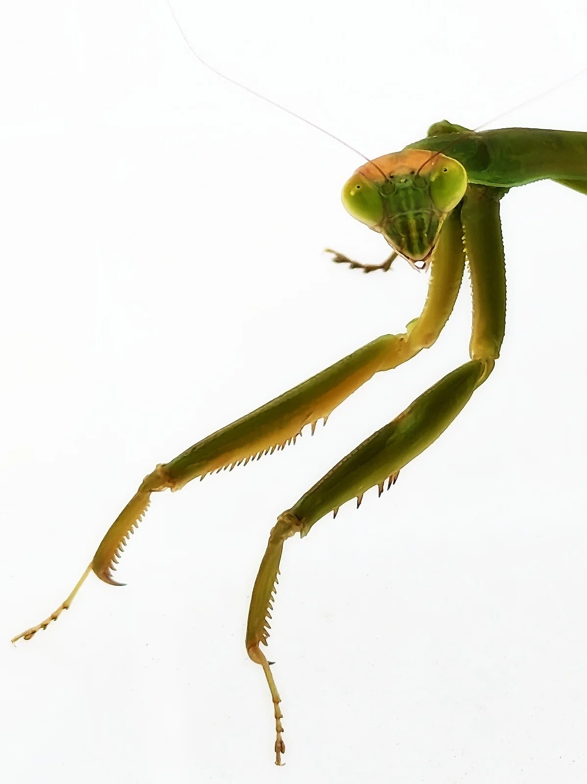 畑の守護神 オオカマキリにモデルになってもらいました｜annon