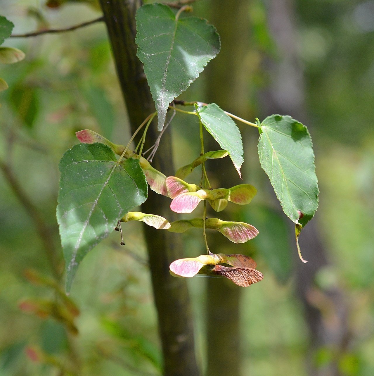 ヤマモミジ 山彩り ――雑木 アオダモ アオハダ モミジ カエデ ――