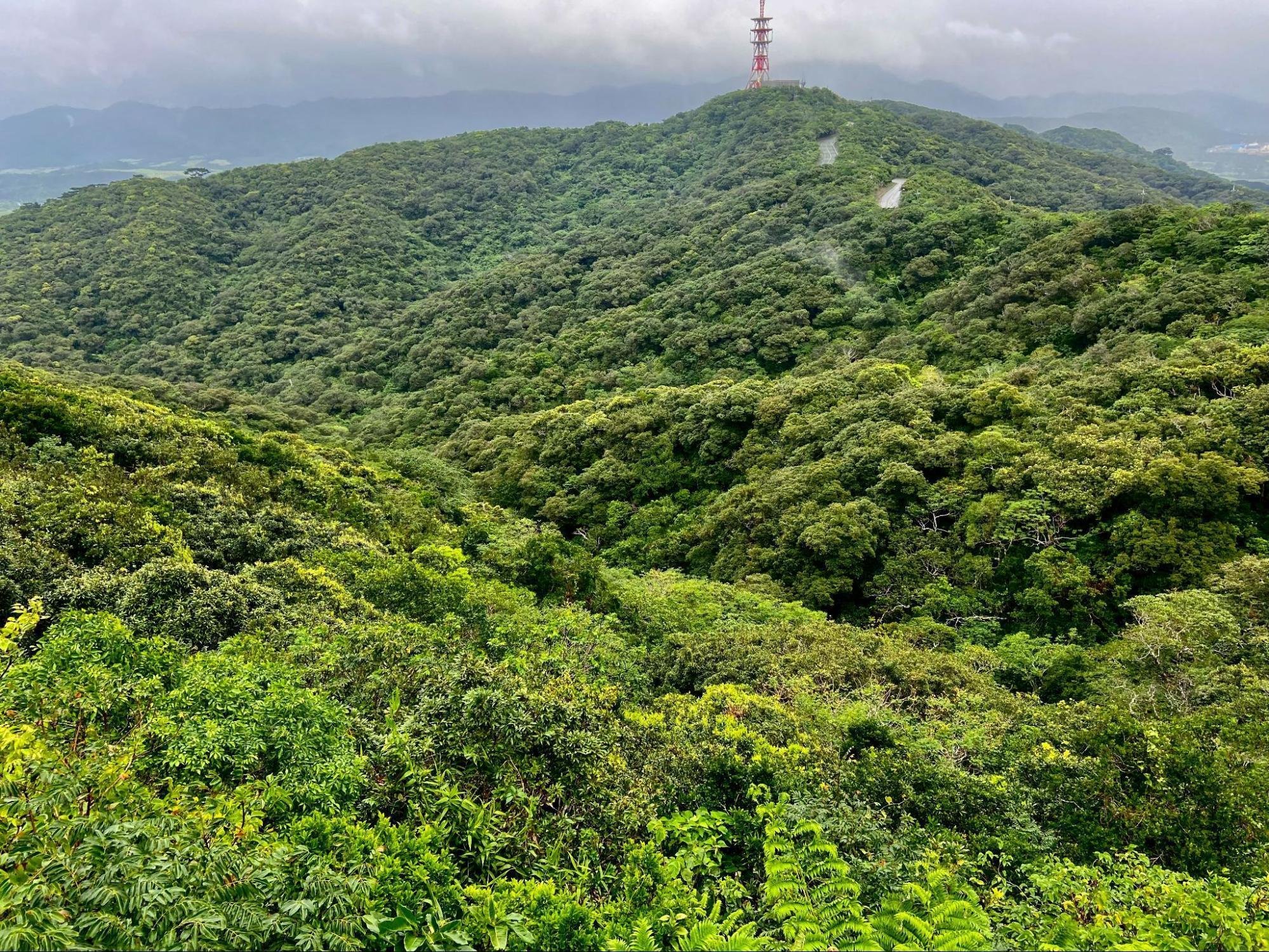 樹木図鑑 vol.5 オキナワウラジロガシ〜日本一大きいドングリの持ち主